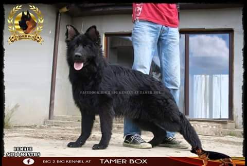Chienne Black Jack Chien Berger Allemand Algerie Facebook