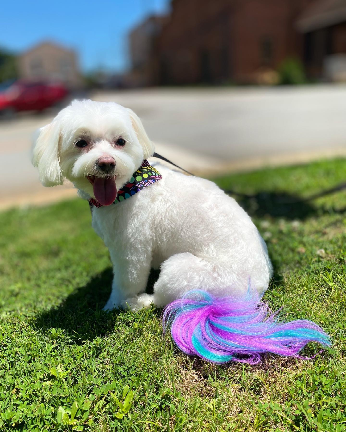 The Fetch House - New client new color….💜💕 -Georgia... | Facebook