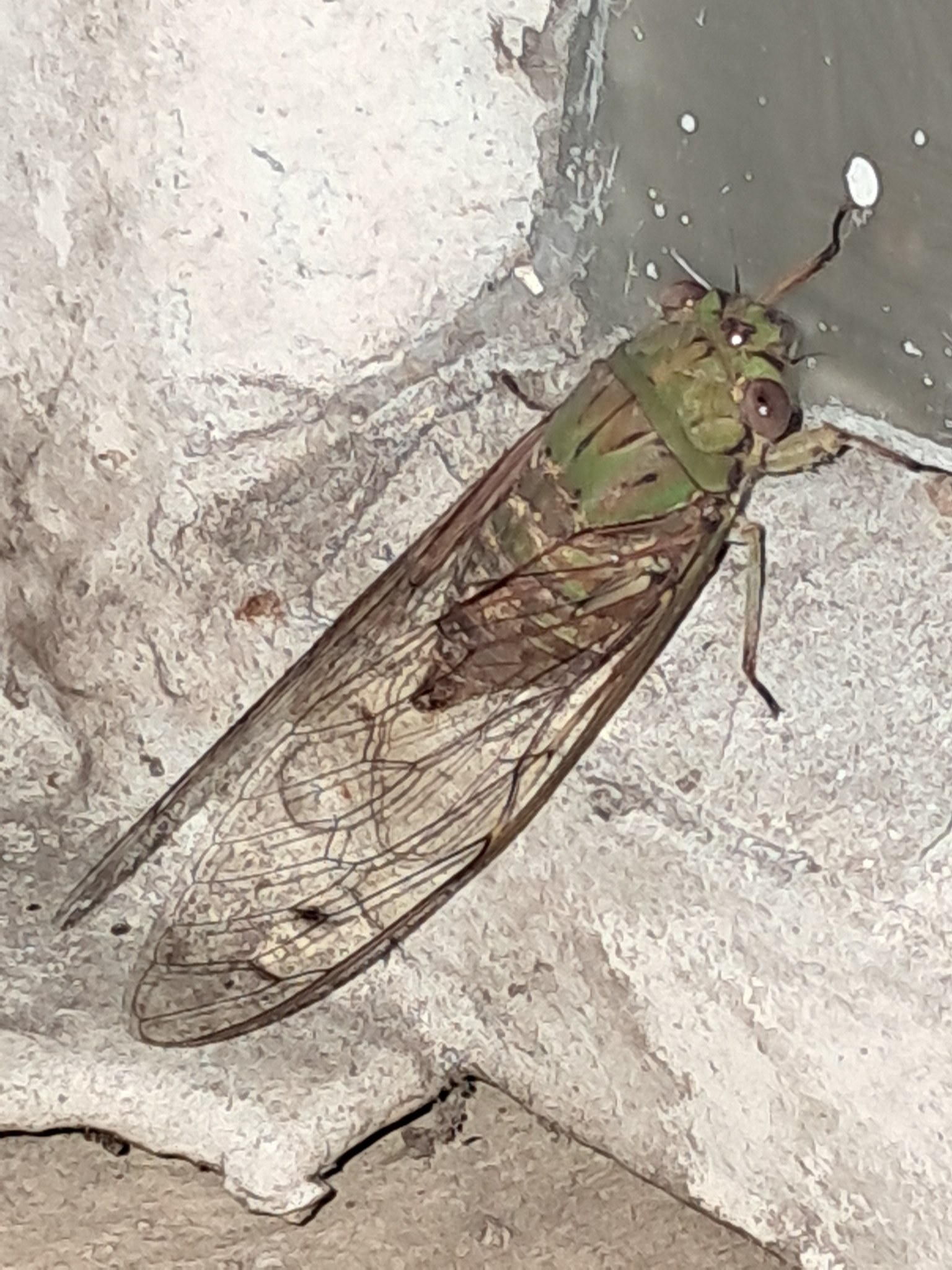 Insect Identification of the Philippines | For identification | Facebook