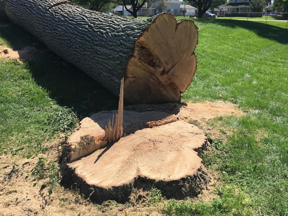 Lumberjack - Stump grinding vs. stump removal—which is right for your ...
