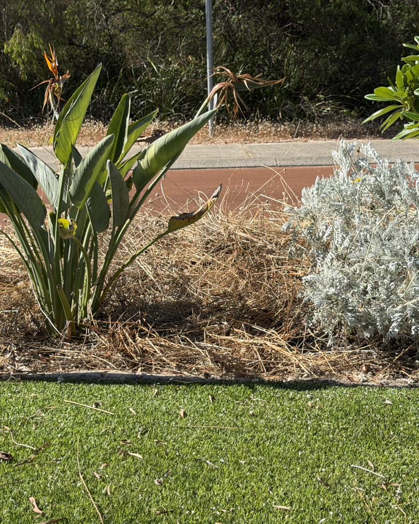Lucinda's Everlastings | Mobrup WA