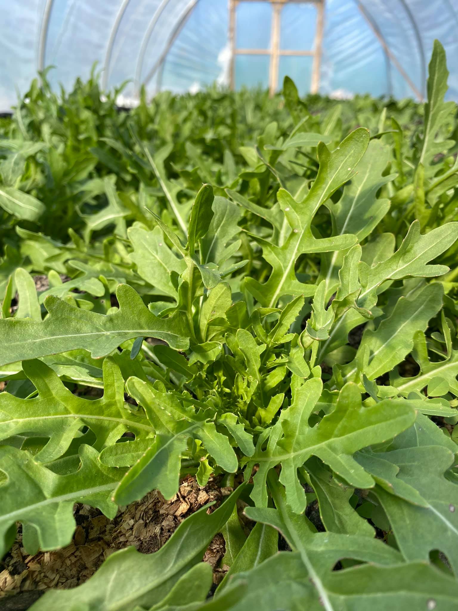 Ruccola-frossa! 🌱 visst har vi... - GoaGård - vill gott