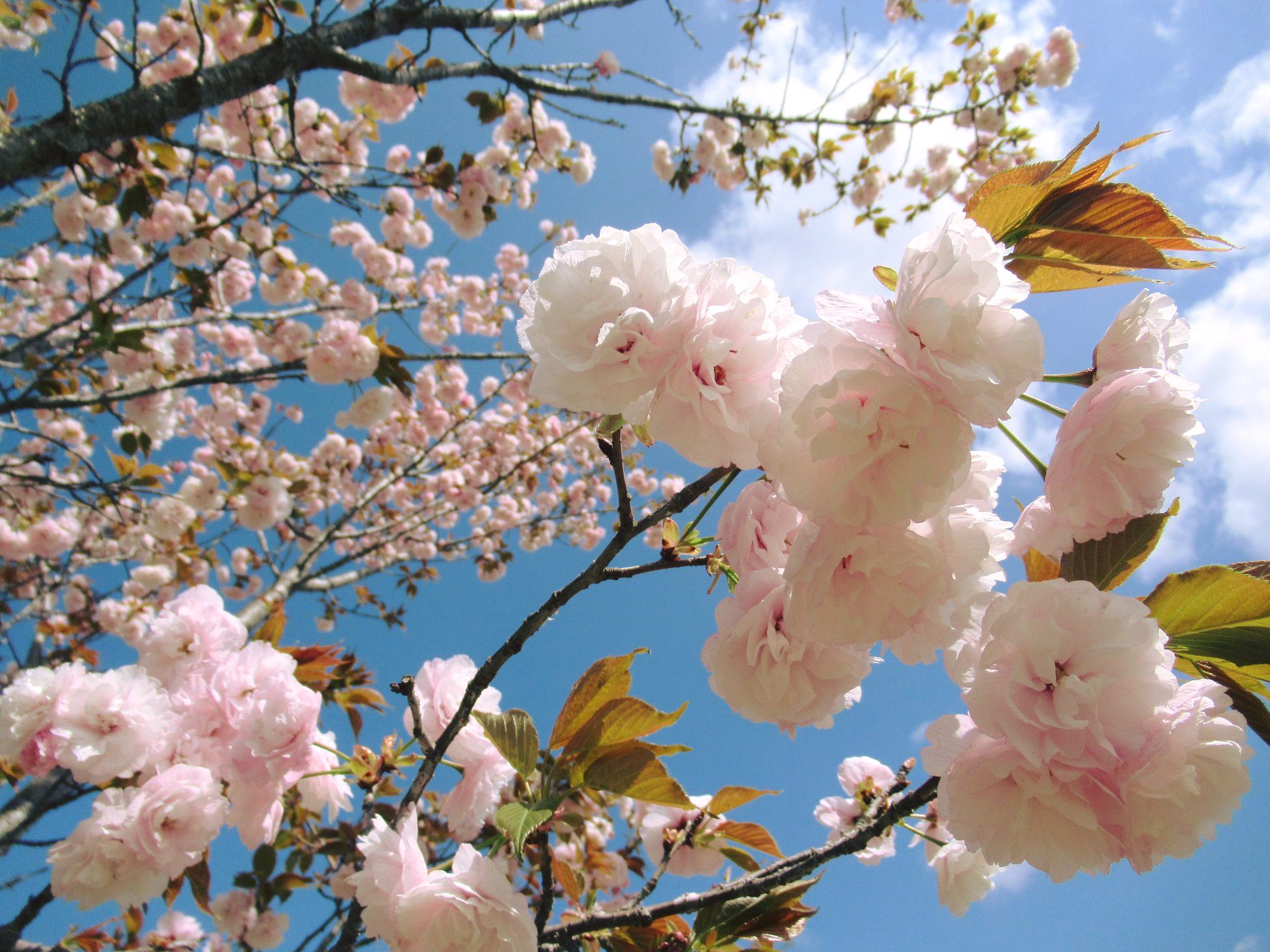 🌸Fukuokazeki Cherry Blossoms🌸 There's nothing quite like the