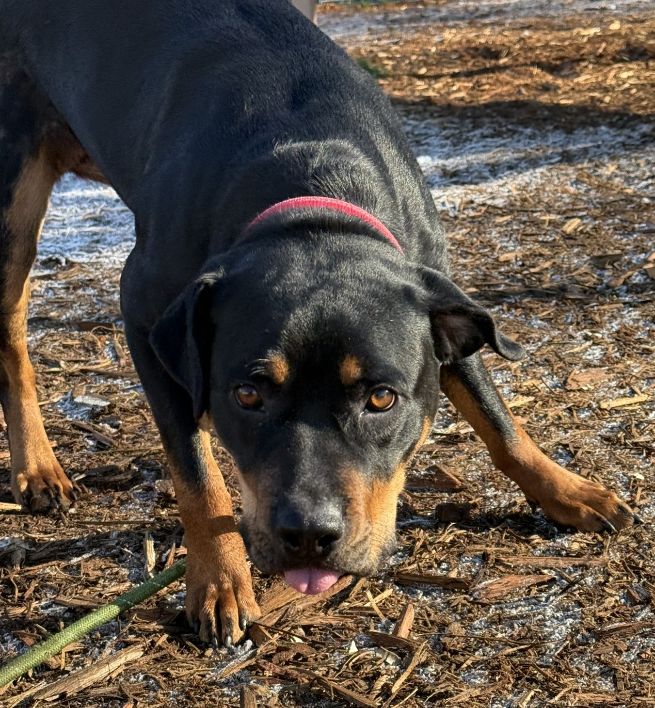Lily's Rottweilers added a new photo. - Lily's Rottweilers