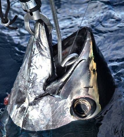 10 Ami Doppi GT 3X Per Tonno Misura #24 - Gerry's Tackle GT7982 - Foto 4