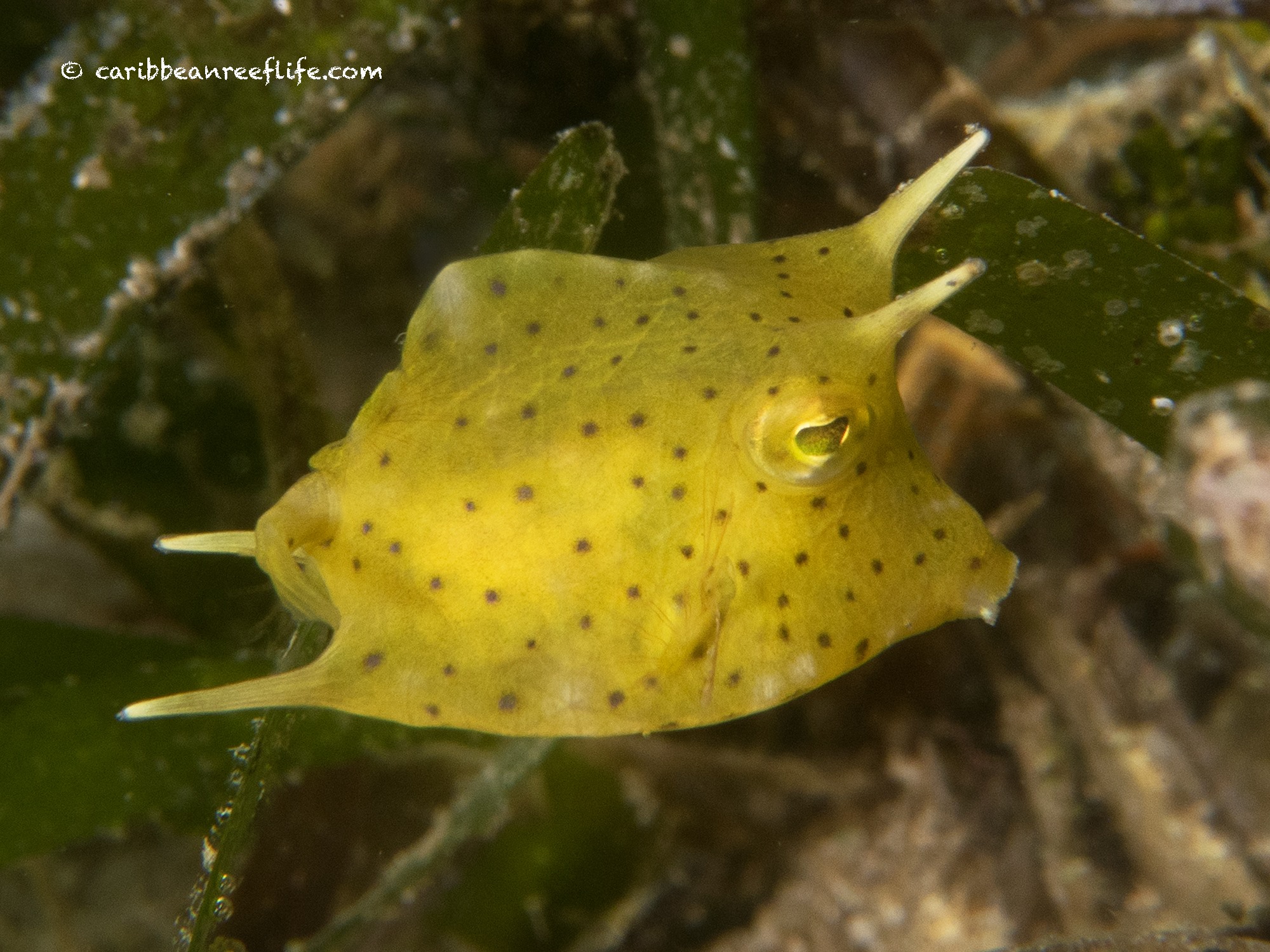 Caribbean - Juvenile Honeycomb Cowfish (Acanthostracion polygonius ...