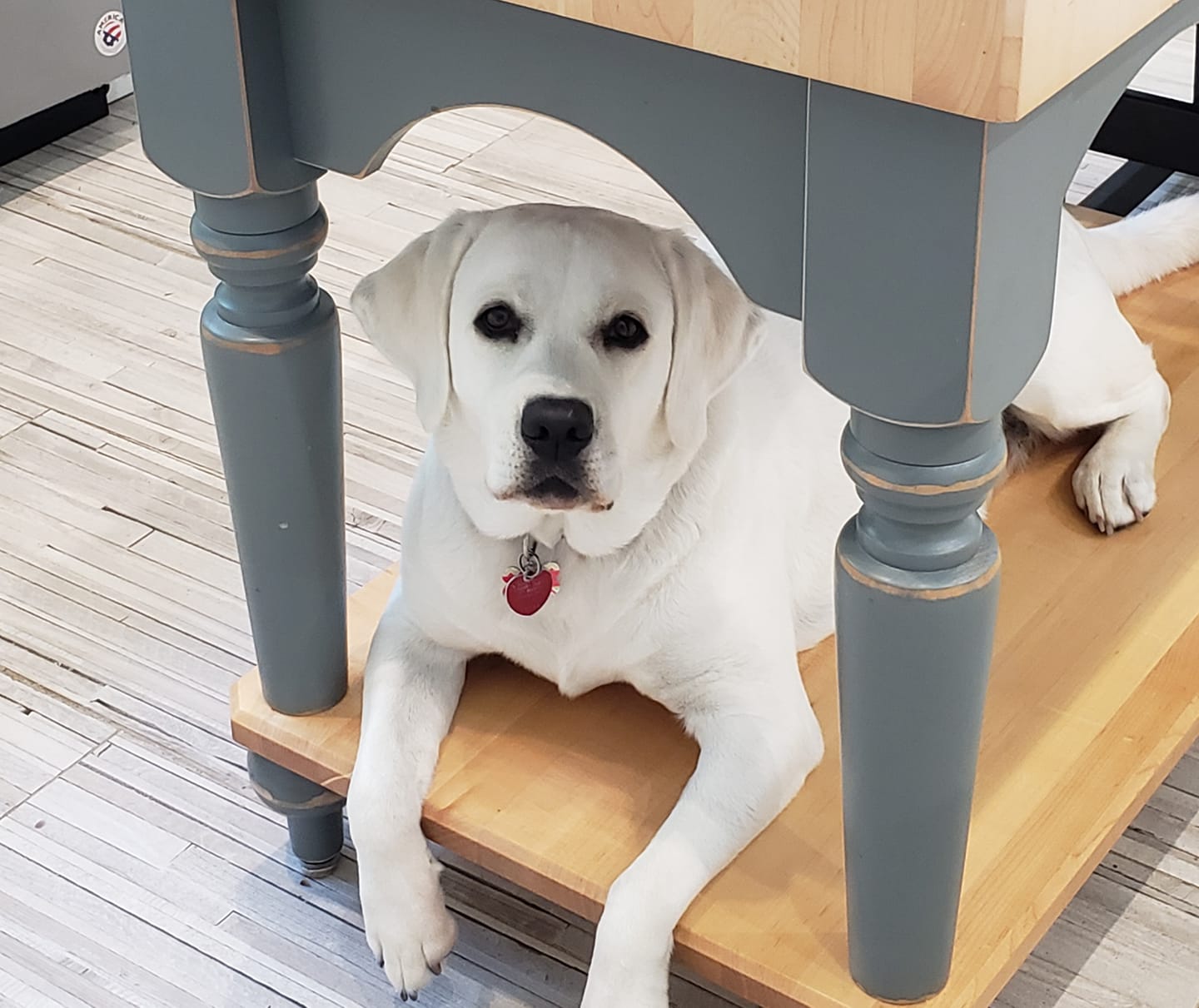 Muddy Paw Acres - We will be posting Dolce's pup's one... | Facebook