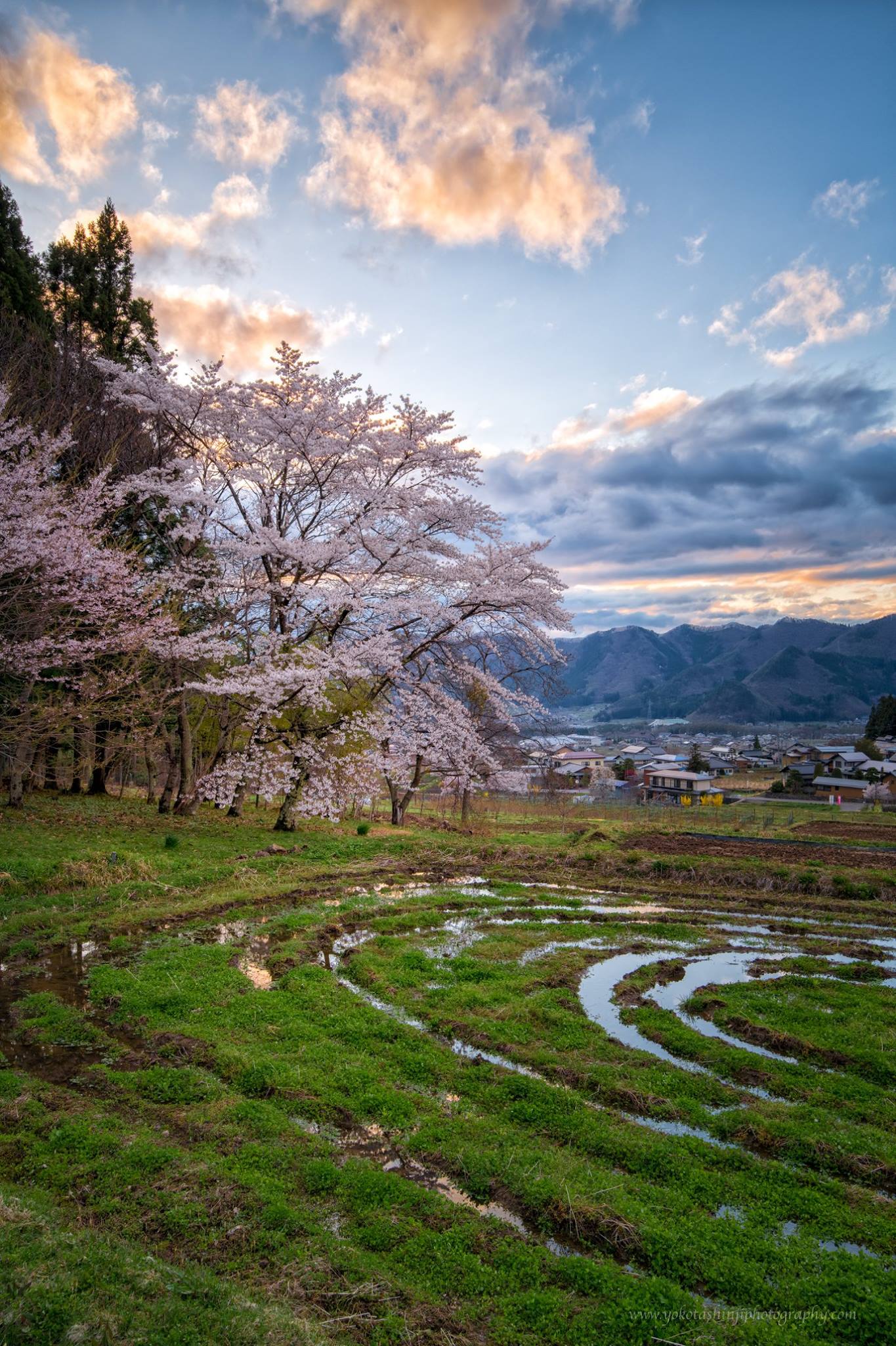 遥かな白銀の山々のふもとのサボテンのある風景 Somewhere in the quiet countryside near Nagano, Japan 🇯🇵