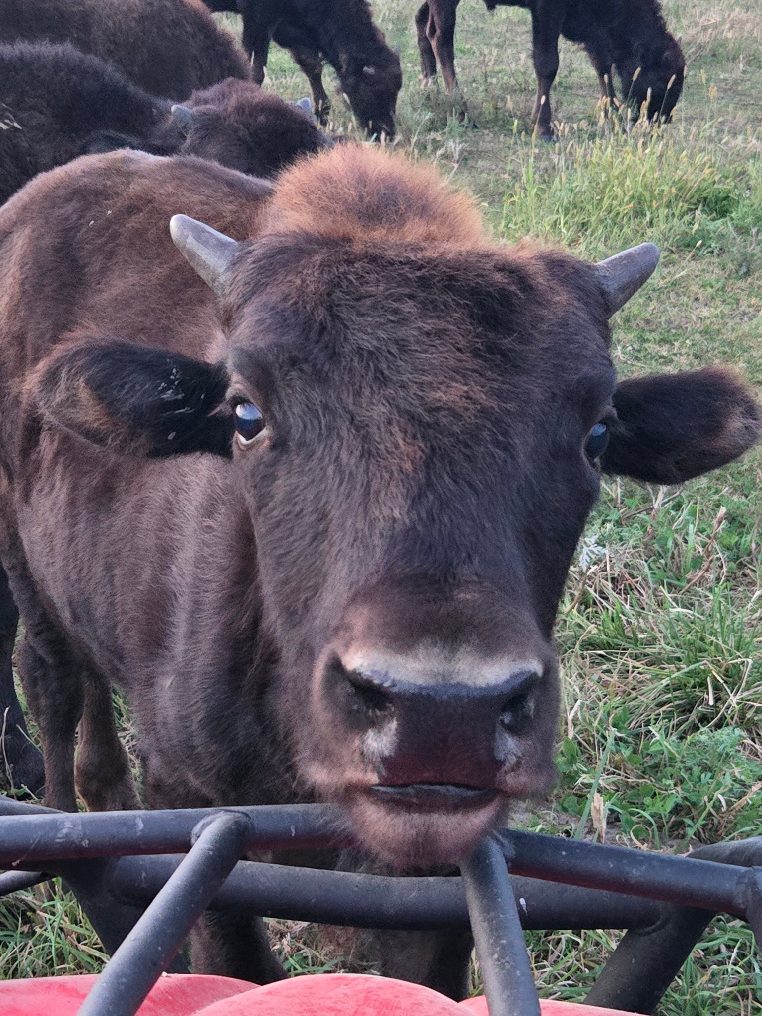 Timber Ridge Bison | Waverly IA