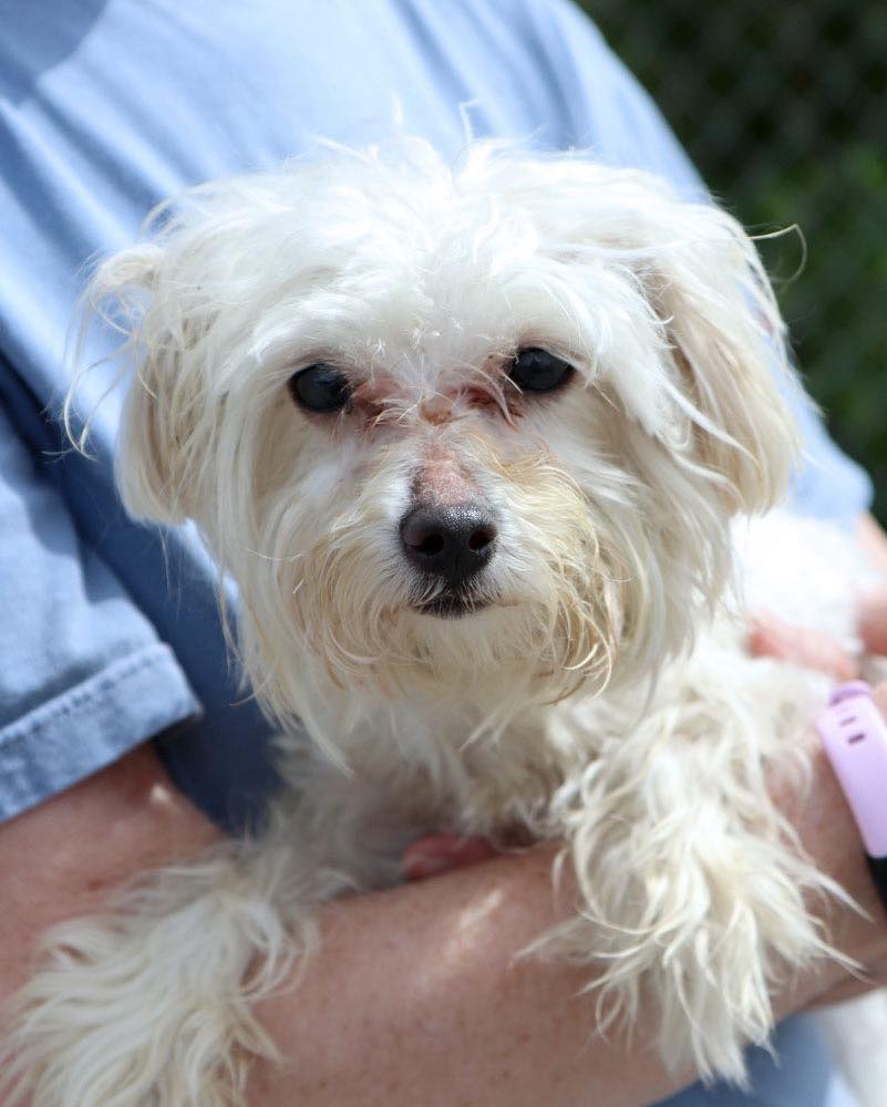 ADOPTED 🥳🥳🥳🥳 Karen is a tiny queen with a big personality… and