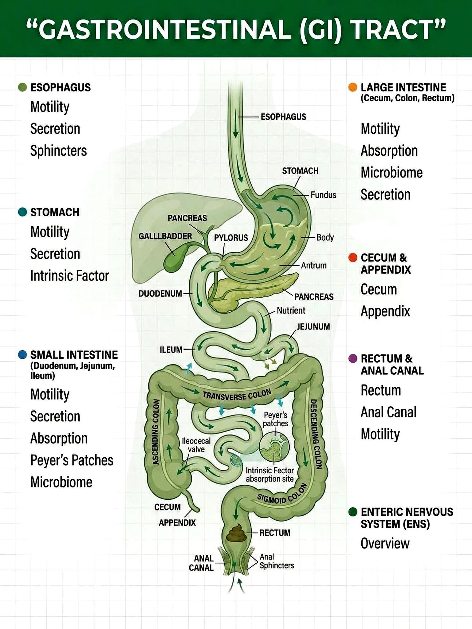 Complete flow chart of human digestive system