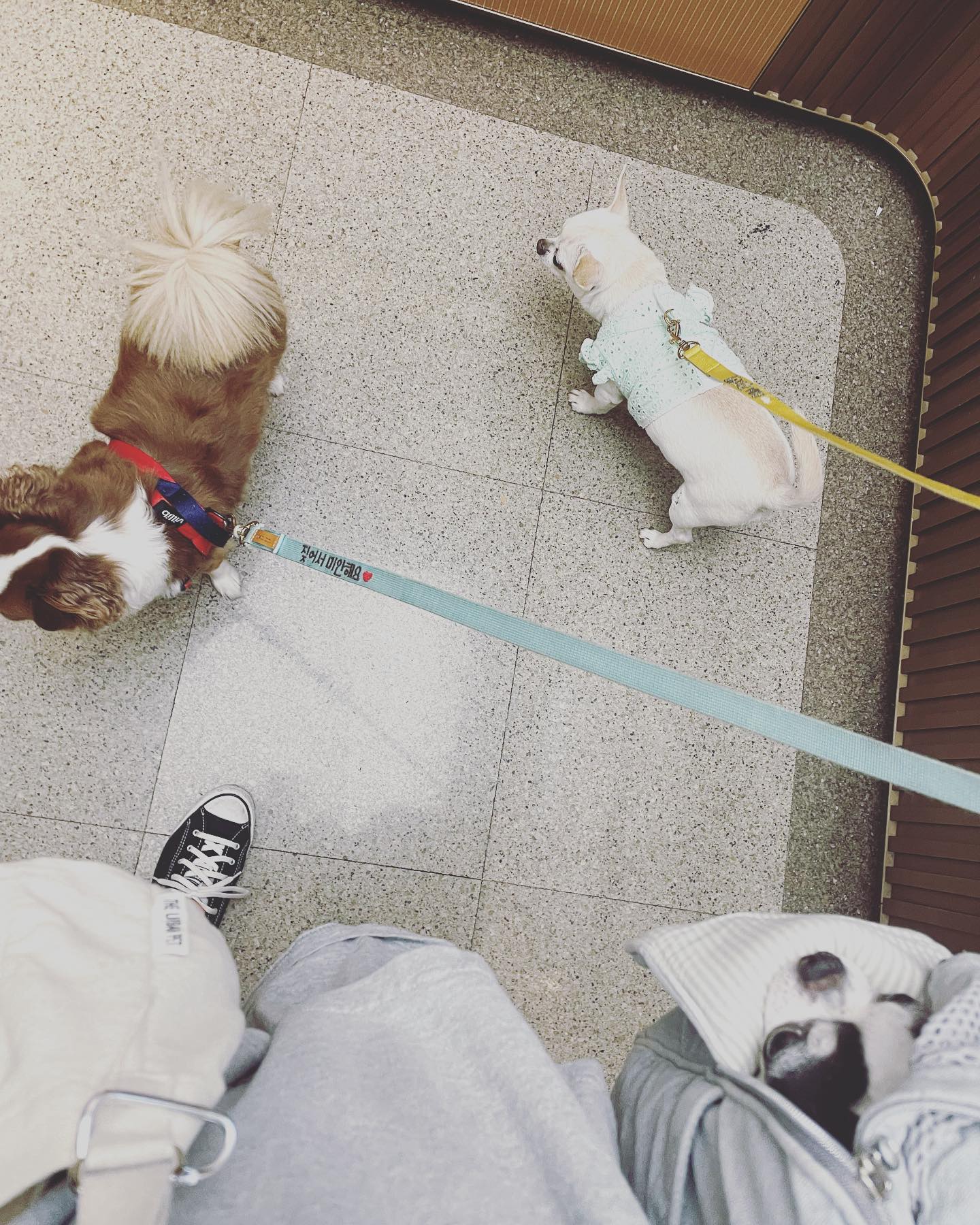 kong_jerry_inu - 자! 이제 여름새벽산책의 날이 다가와따! . #장모치와와 #이누...