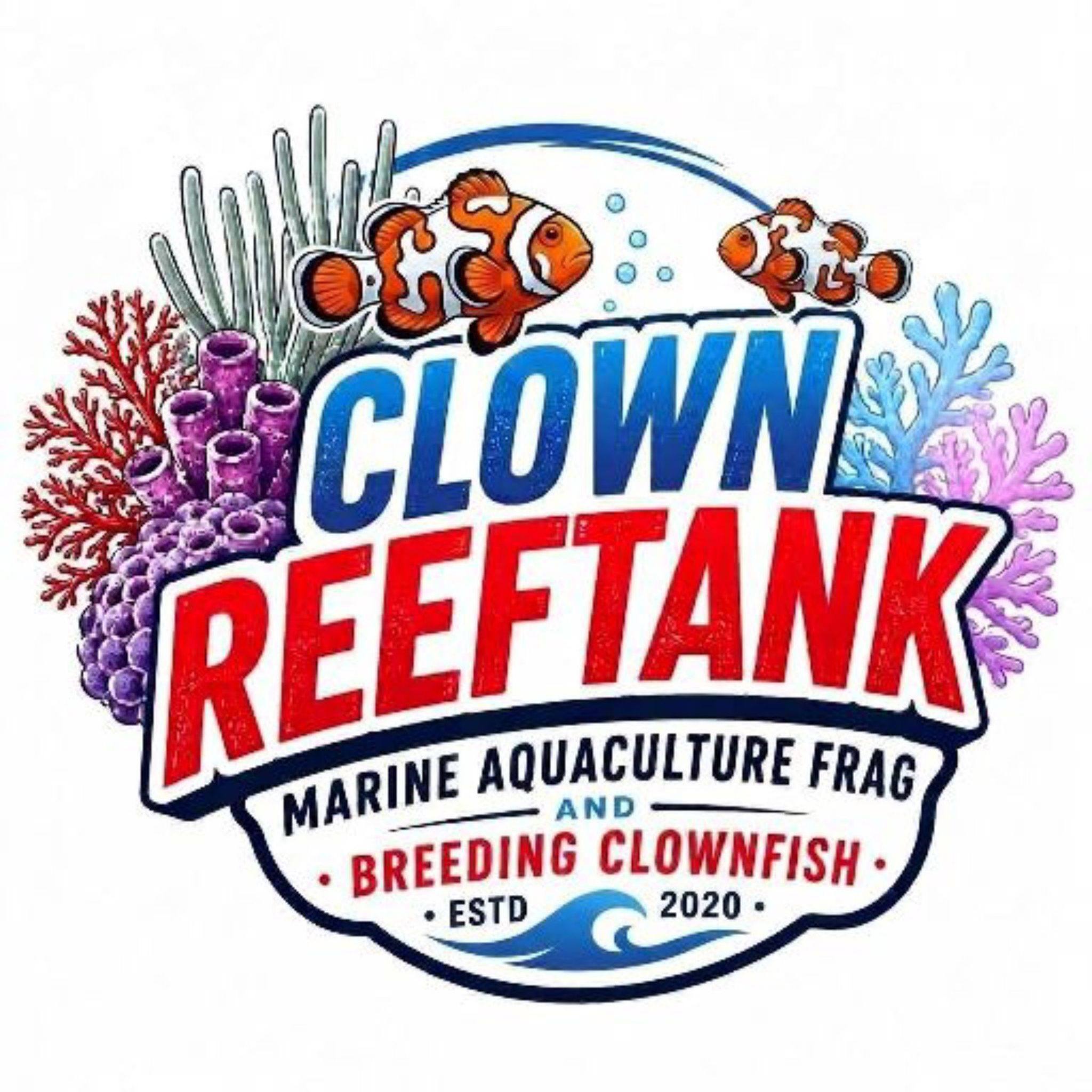Spawning batch #5 #clownfish #indonesiareefer #clownfishhybrid | Ezha