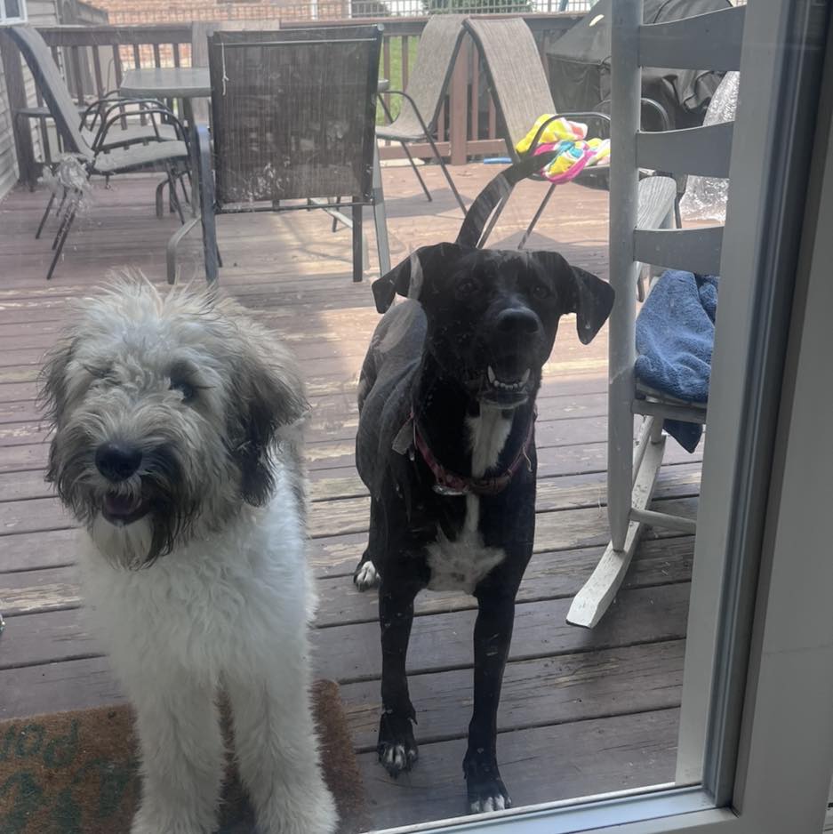 Miss(y) Popular update! Our shaggy-faced cutie, Missy, found