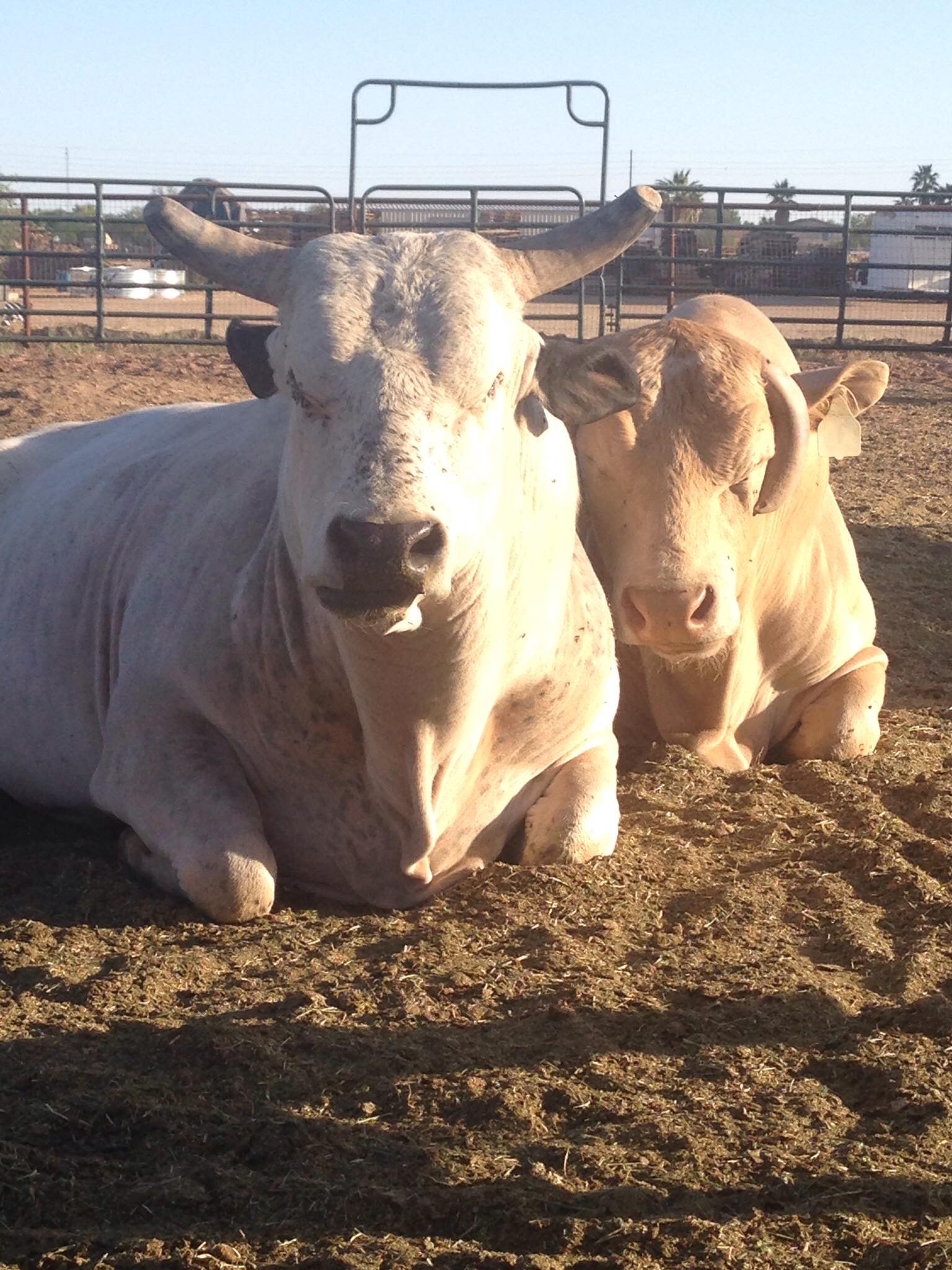 Triple RRR Ranch & Bucking Bulls | San Tan Valley AZ