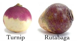 RECOGNIZING THE RUTABAGA 💙 The RUTABAGA is an uncommon vegetable and ...