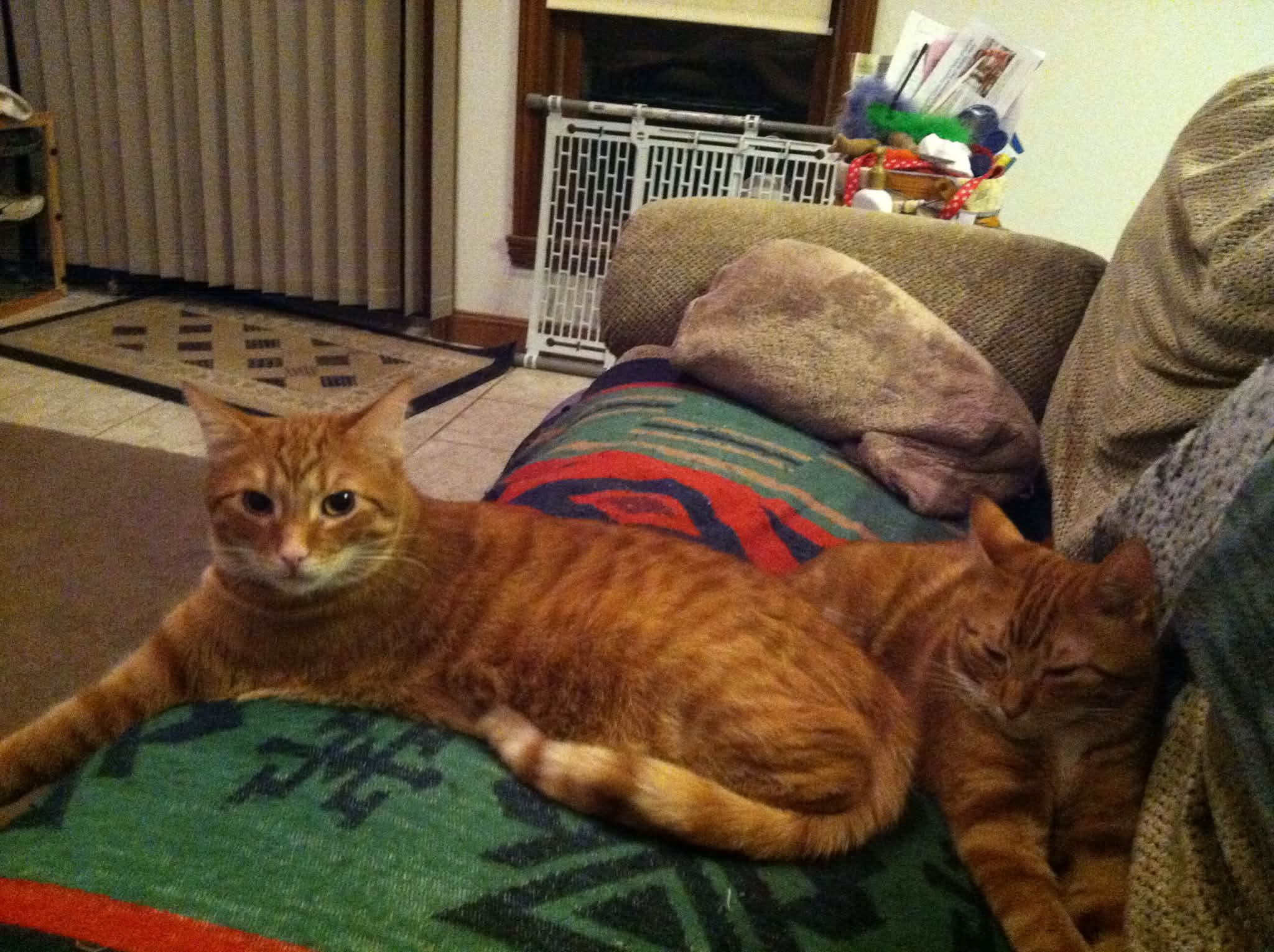 Missing orange cat George in Vermilion, Ohio with white striped