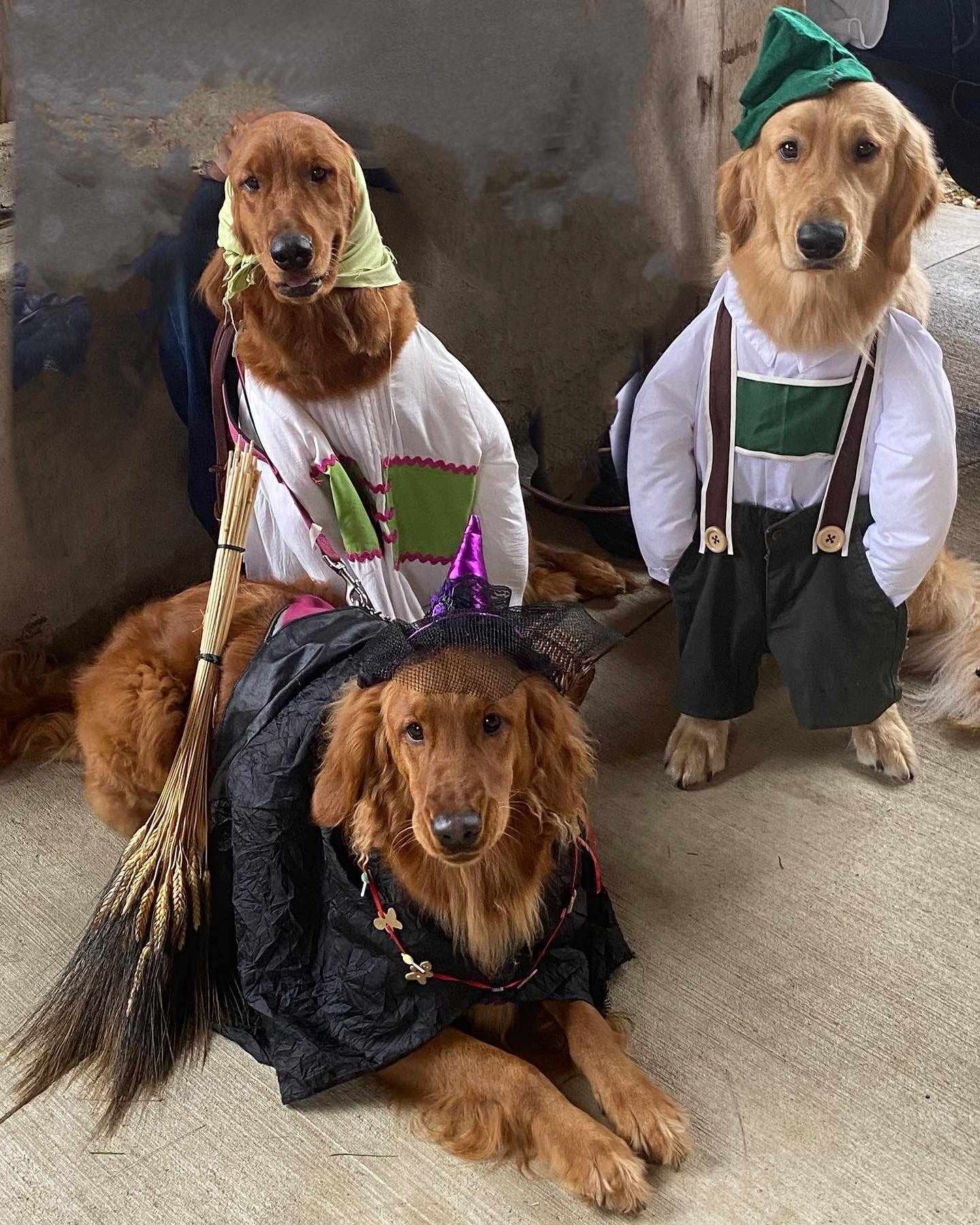 golden retriever dressed up for halloween retrievers' costume ideas needed golden retriever costume for adults