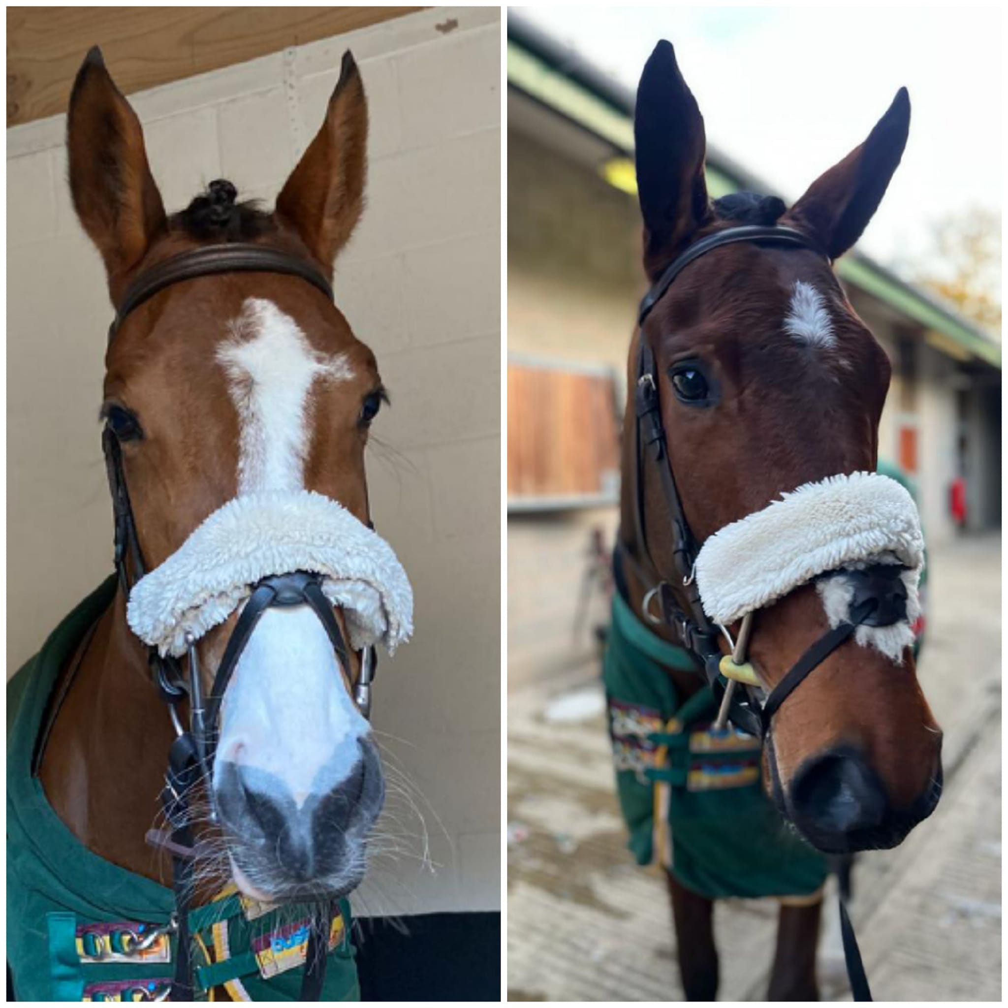 MISS CURIOSITY and SPRINGAR... - Seamus Mullins Racing | Facebook