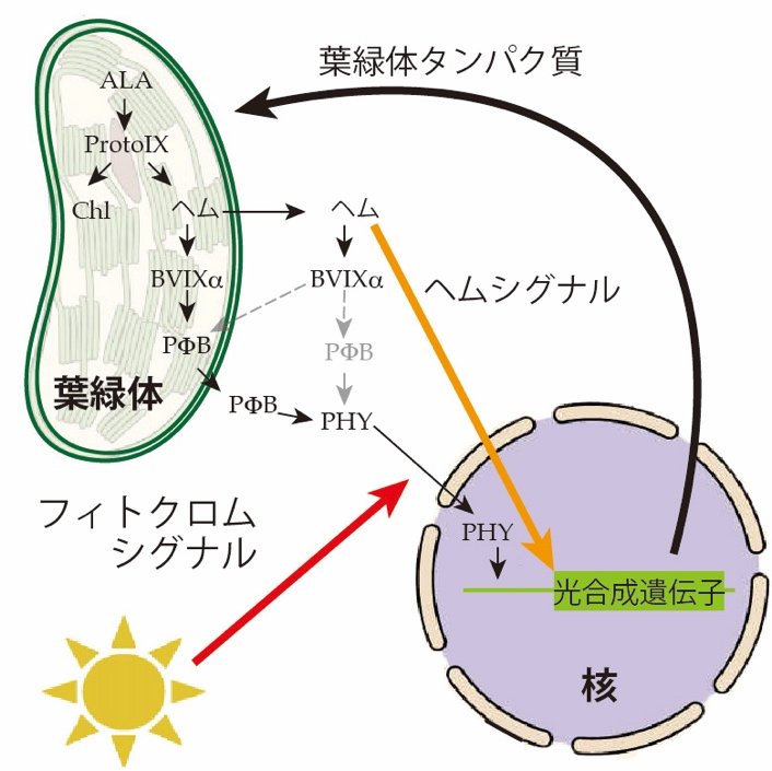 東京大学 大学院総合文化研究科 広域科学専攻 生命環境科学系