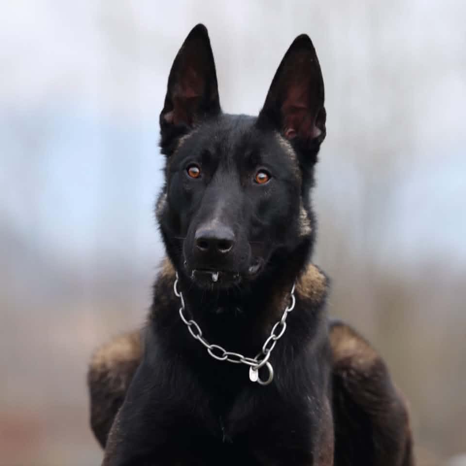 Puppies from Astra x Jango 😍🥰🫶 | Alfa Malinois Kennel FCI 7/2021