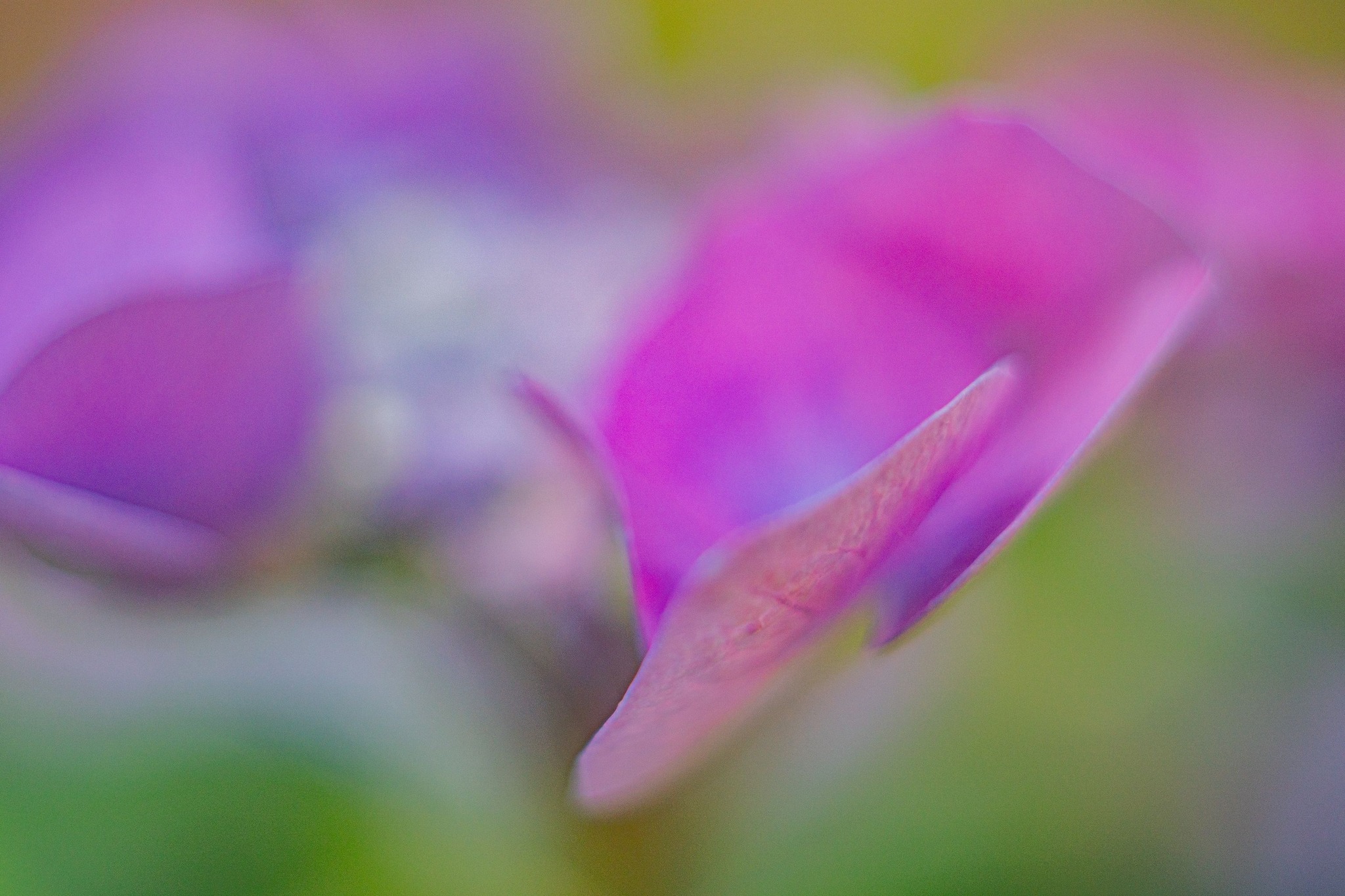Hydrangea. Olympus pen f 38mm/1.8, Extension tube. Sony A7III.