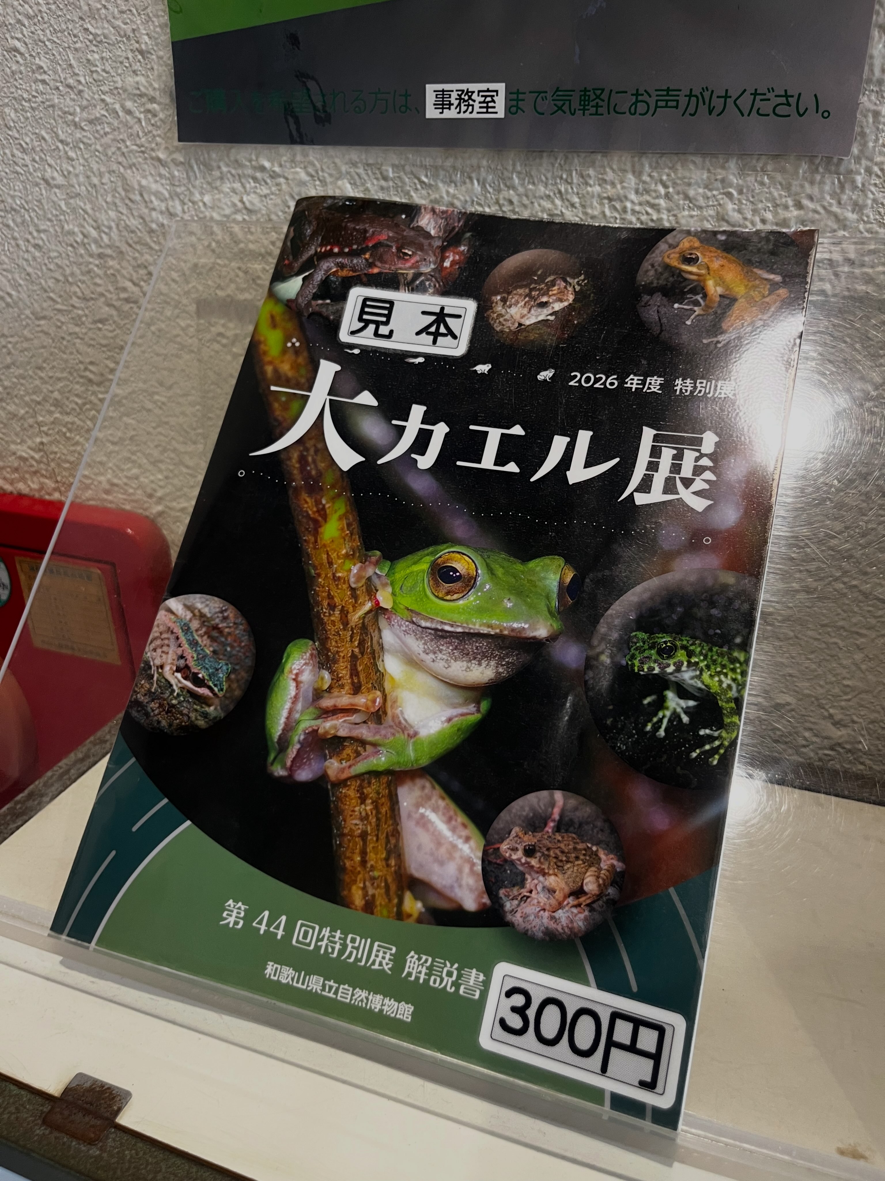 海外コレクター向き明治時代〜昭和戦前期頃蛙苔むした全長23センチ重
