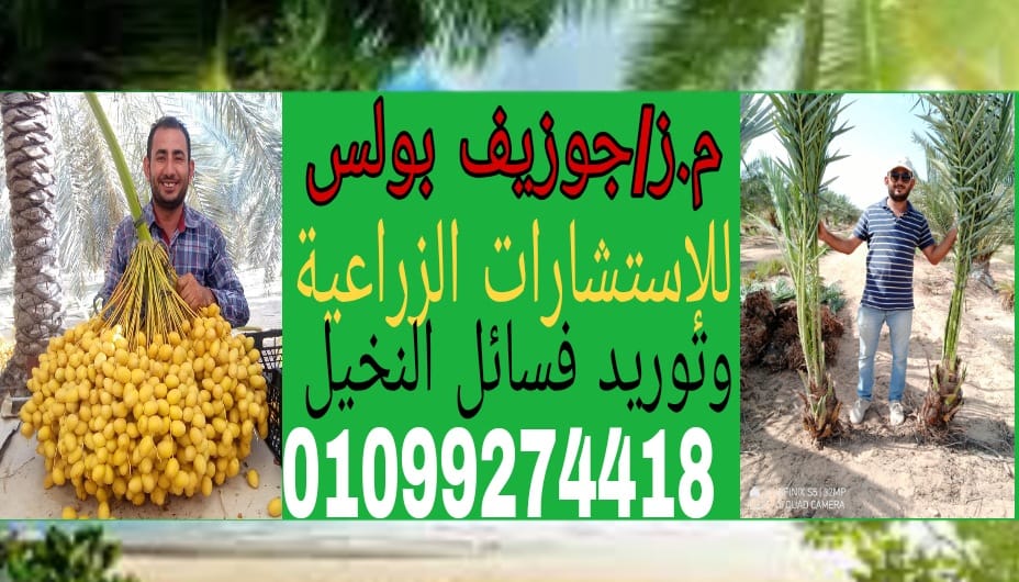 مهندس زراعي محمد اليفرسي الواحة الزراعية On Twitter الحلقة المعدنية تلف علي جذوع النخل لماذا تستخدم لغرض هي وسيلة لمنع صعود الفئران وبعض الزواحف إلى قلب النخلة فبمجرد الوصول الى القطعة الحديدية