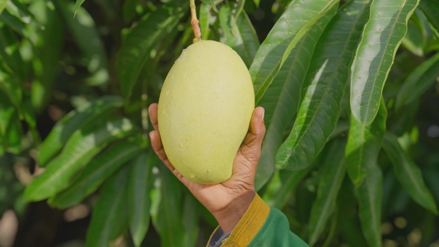 Primafruit Evesham | Evesham