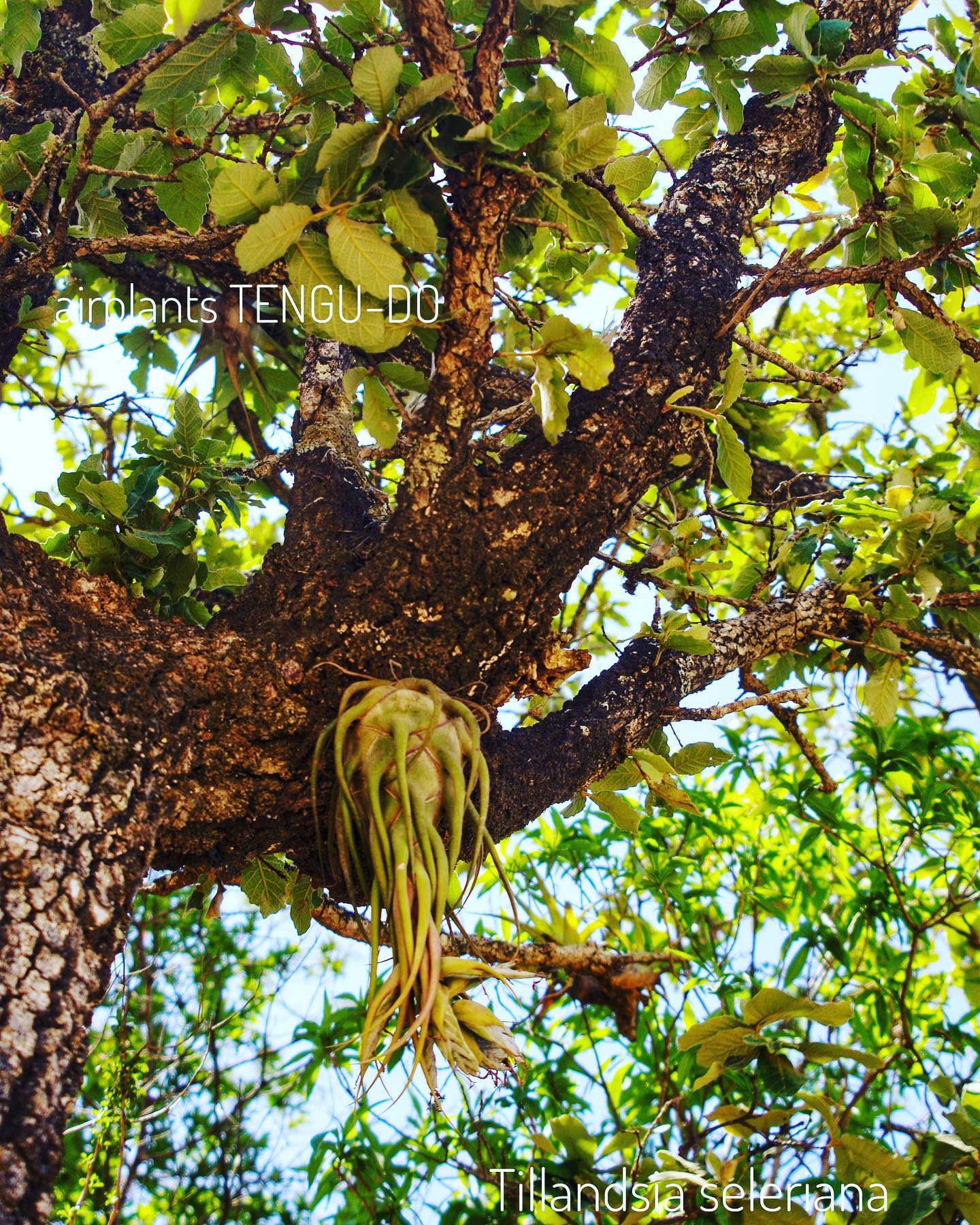 More - . T.seleriana on an overhang branch. . クライマーもビックリ