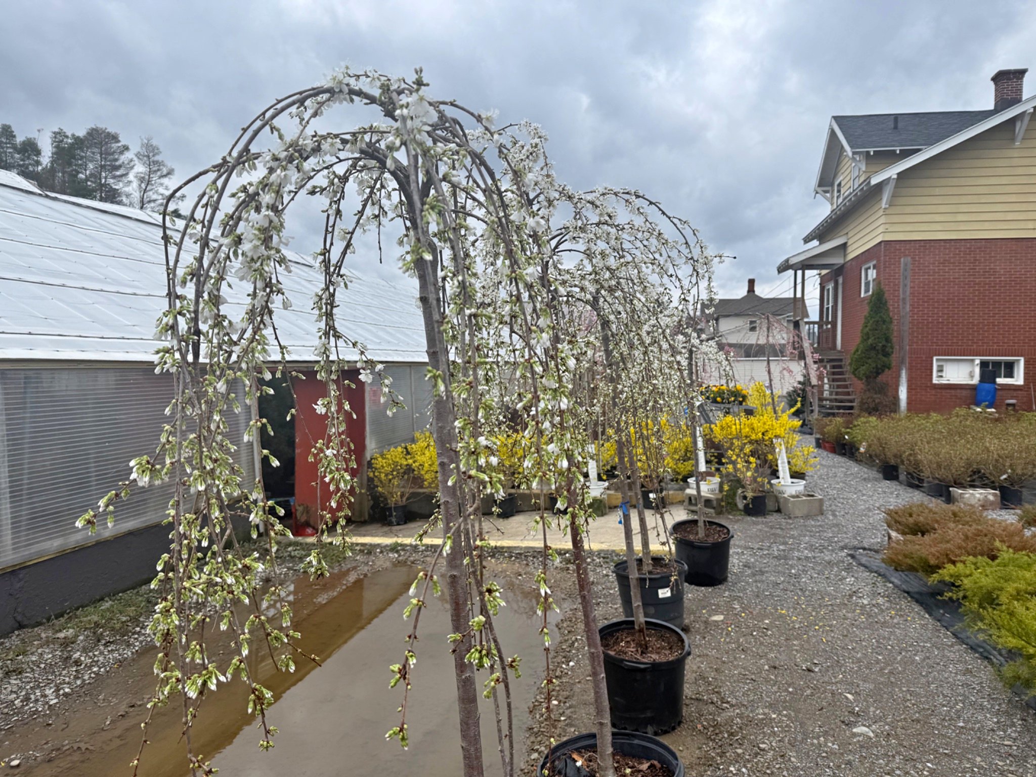 Weeping Cherry trees,Flowering trees,Forsythia Bushes And. More ...