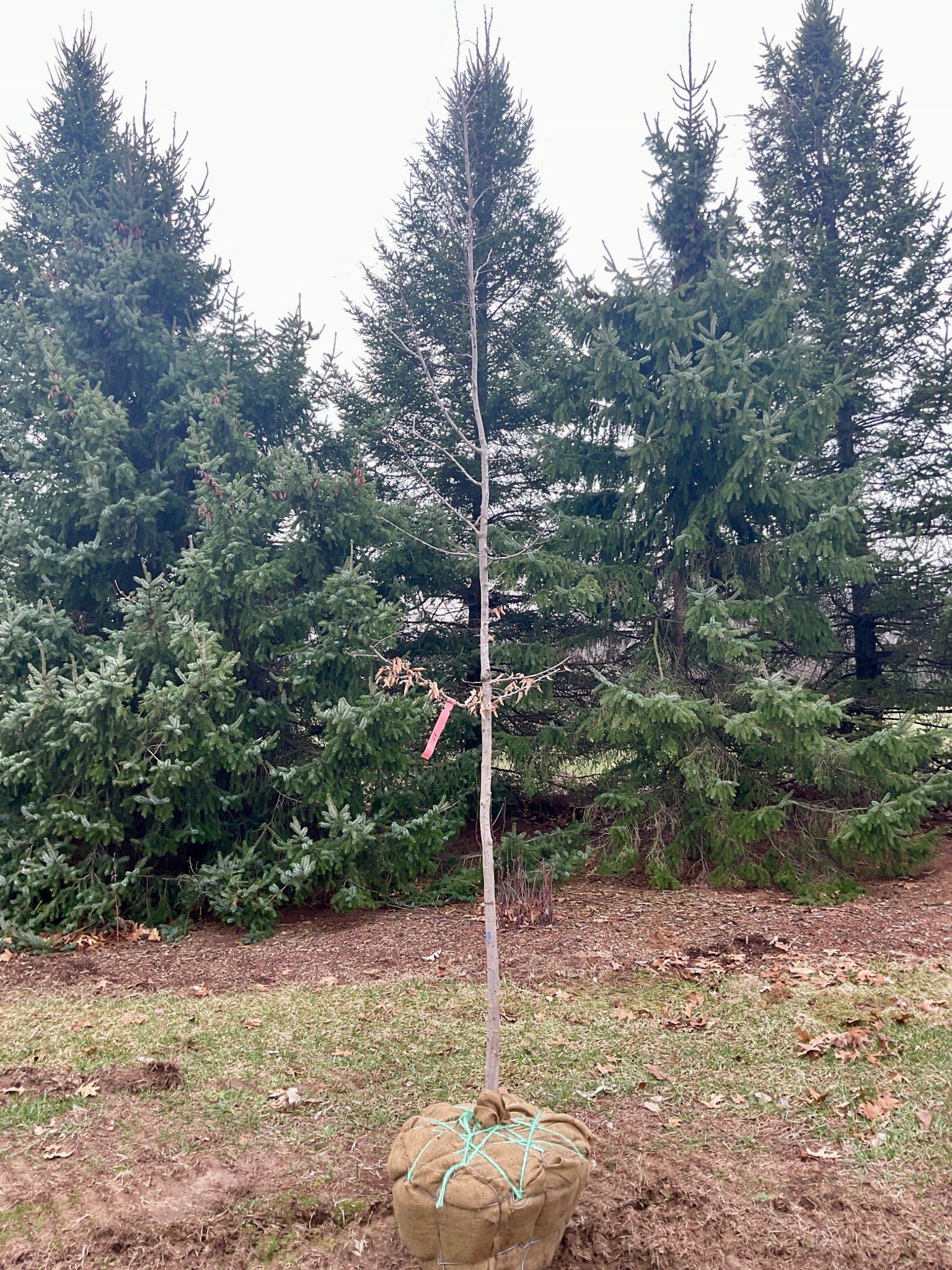 Upcoming Annual Tree Auction - Plants & Seedlings - Middlebury, Indiana ...