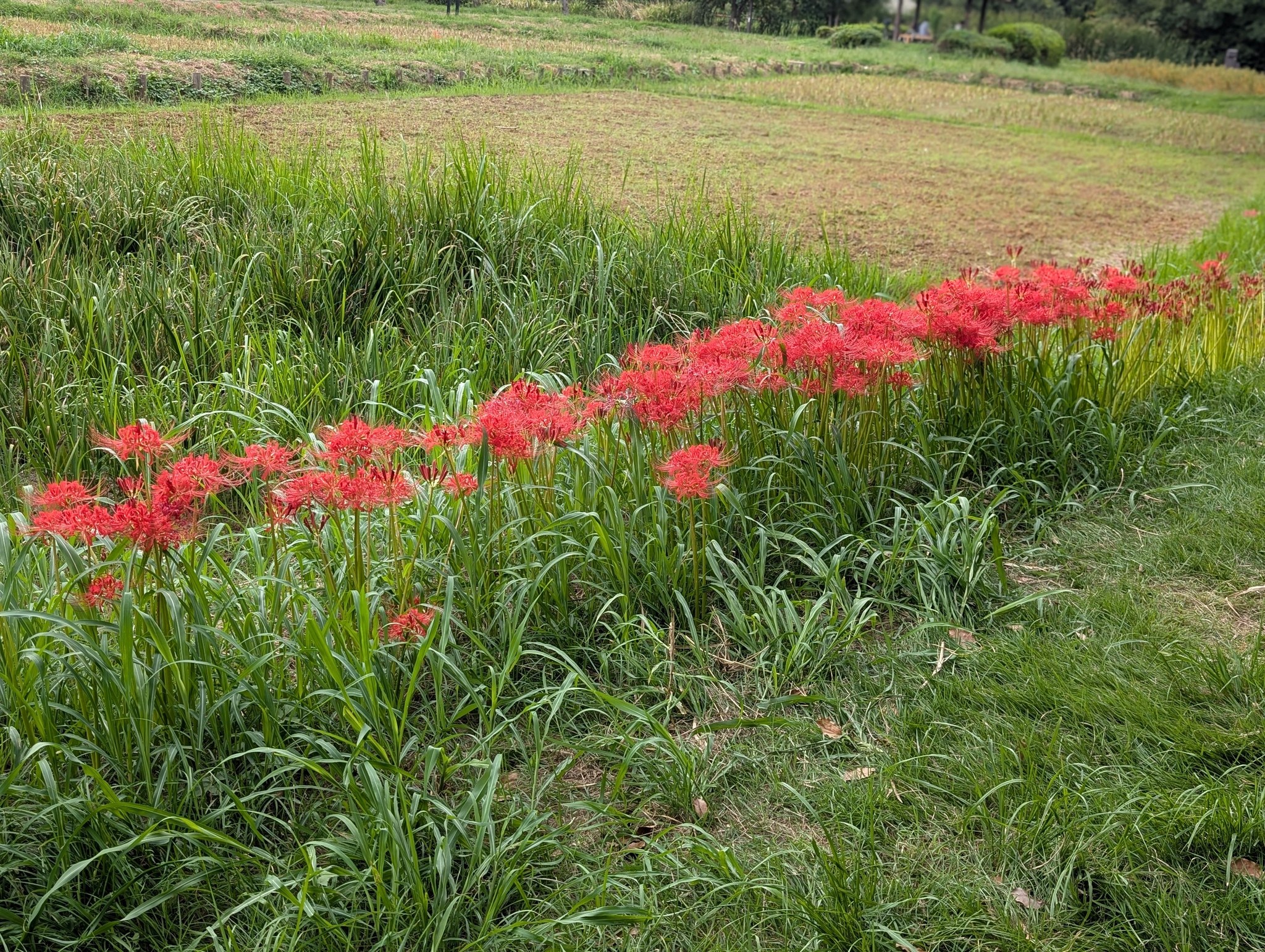 🌳みどりと花の歳時記～9月③🌺 これまで同時期に登載した植物を中心