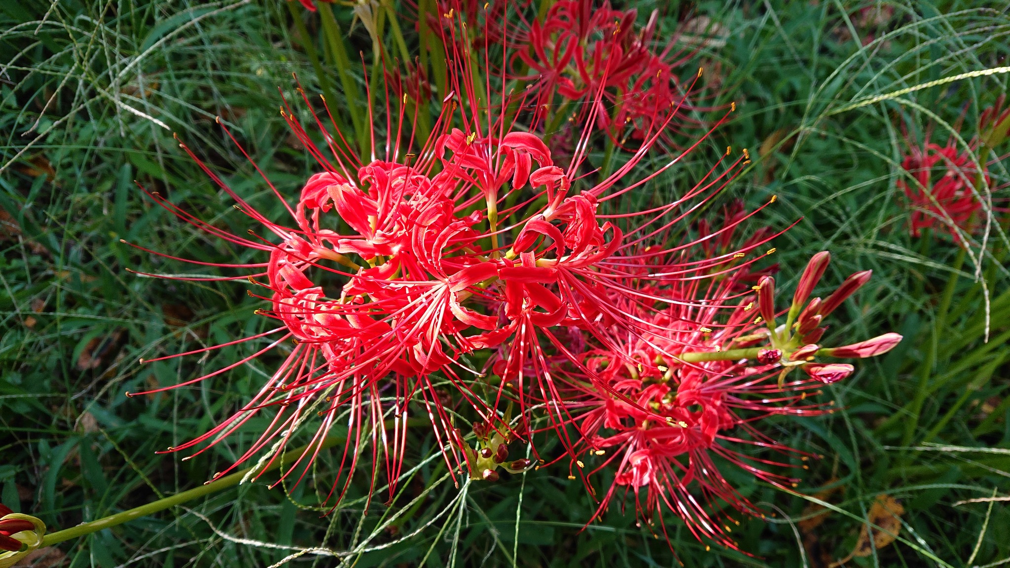 🌳みどりと花の歳時記～9月③🌺 これまで同時期に登載した植物を中心