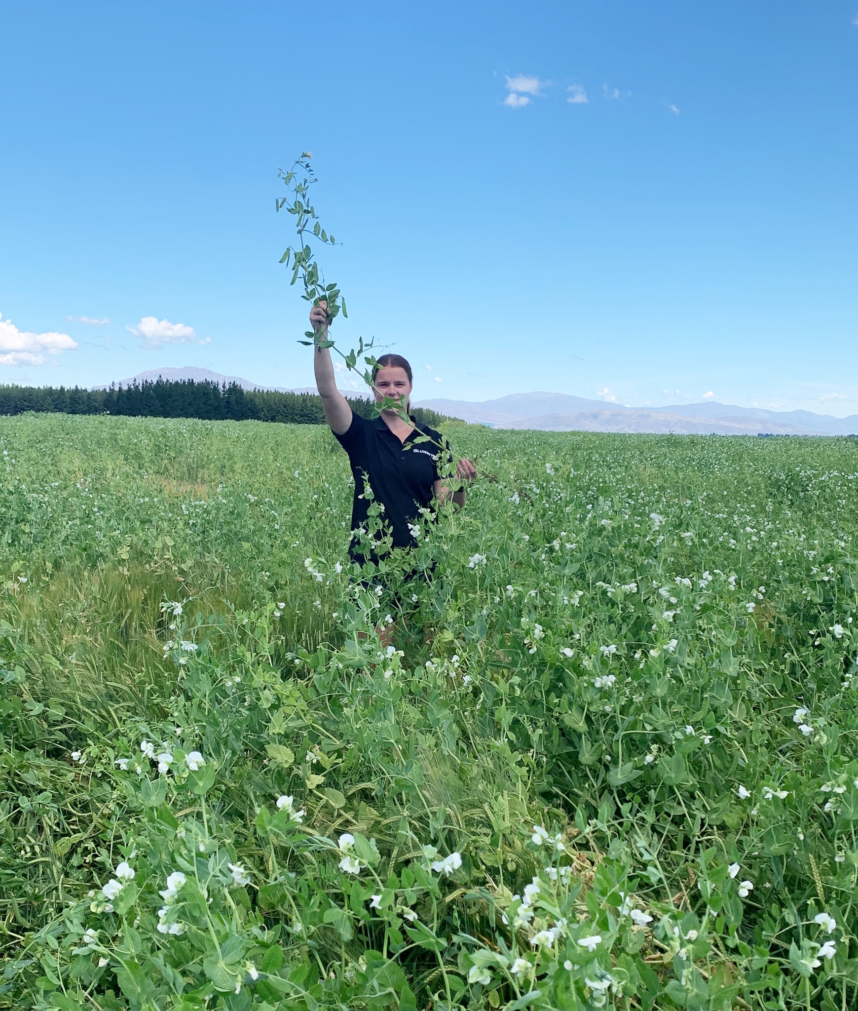 Luisetti Seeds | Rangiora