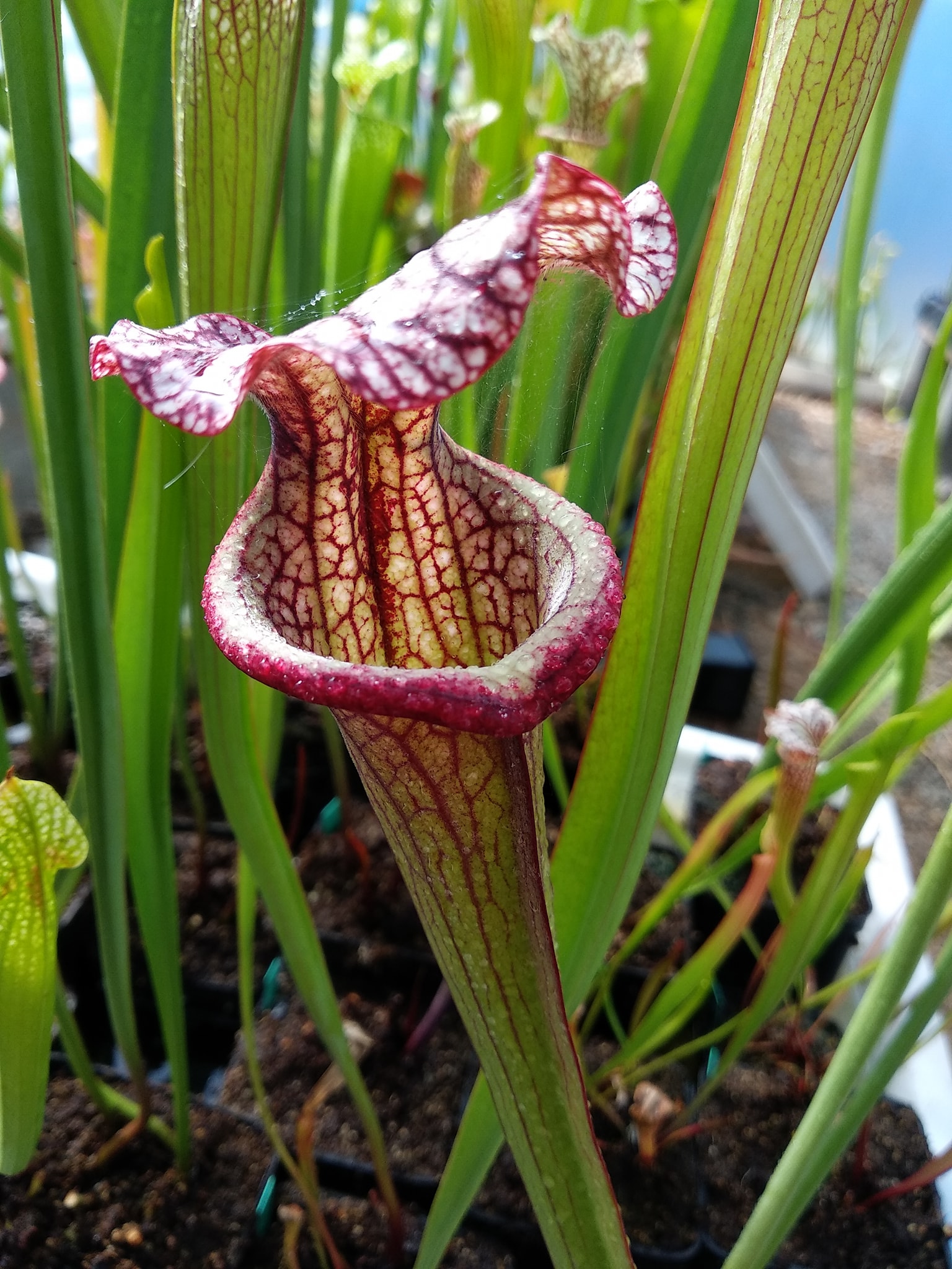 Scusate il ritardo.... (seedling) - Carnivore 4 mori