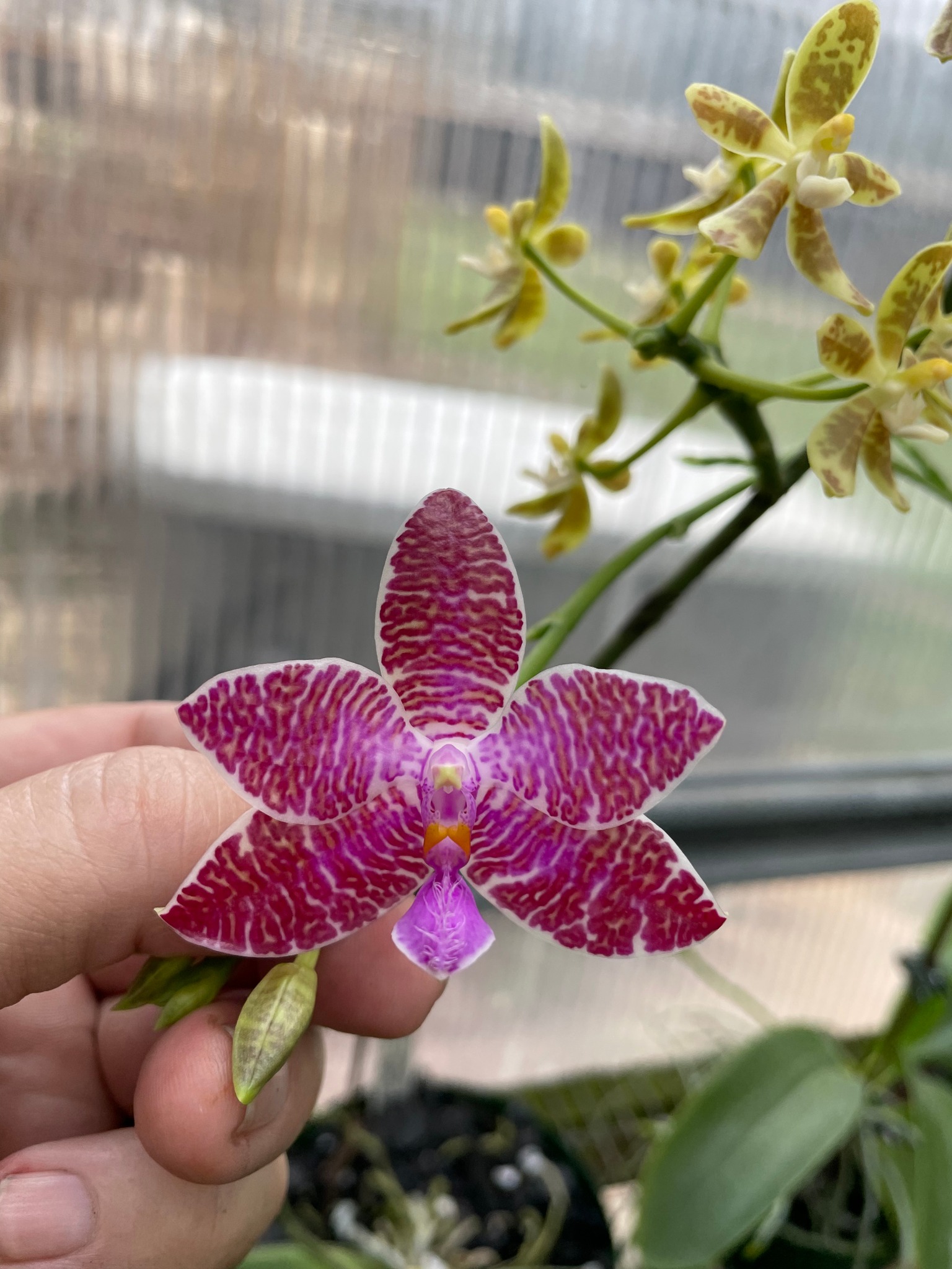 Phal.lueddemanniana fma. coerulea 'Hsia 470'