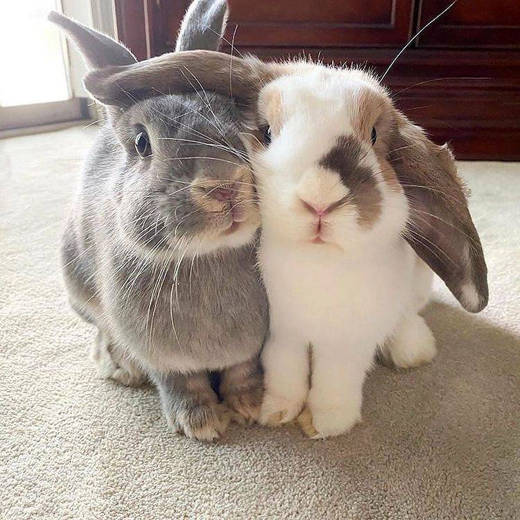 Bunnies for sale near me Adopt a bunny Buy a rabbit online Adopt a ...