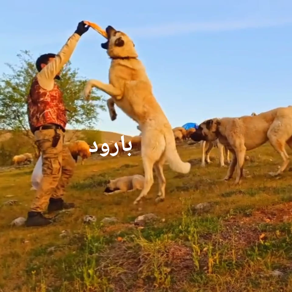 الذئاب وحياة الجبال