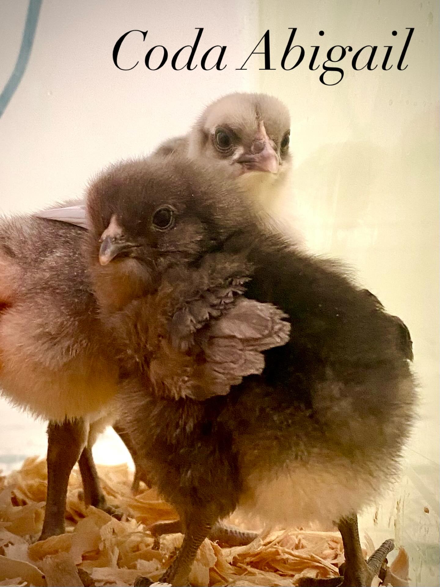 Ingerlene Frick - Astrid’s 4th chick & friend. Because you... | Facebook