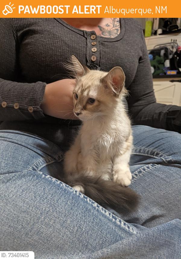 Found white and grey cat in Albuquerque, NM near Aspen Ave ME