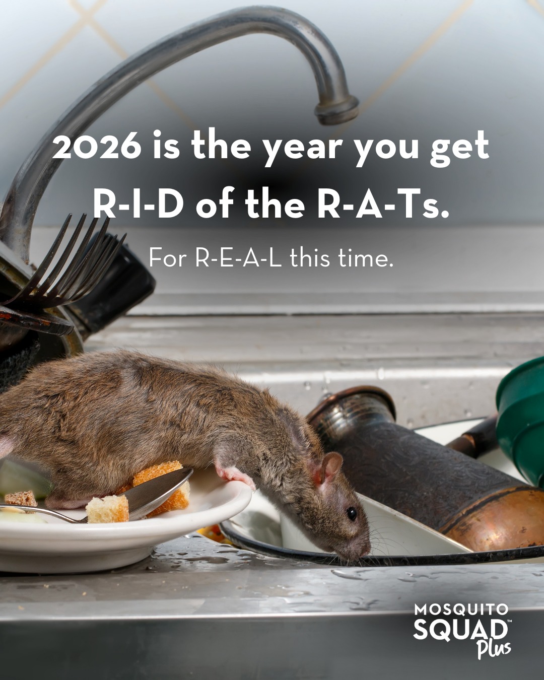 Mosquito - Rodents ro-DON’T stop during the winter. In fact, rats and ...