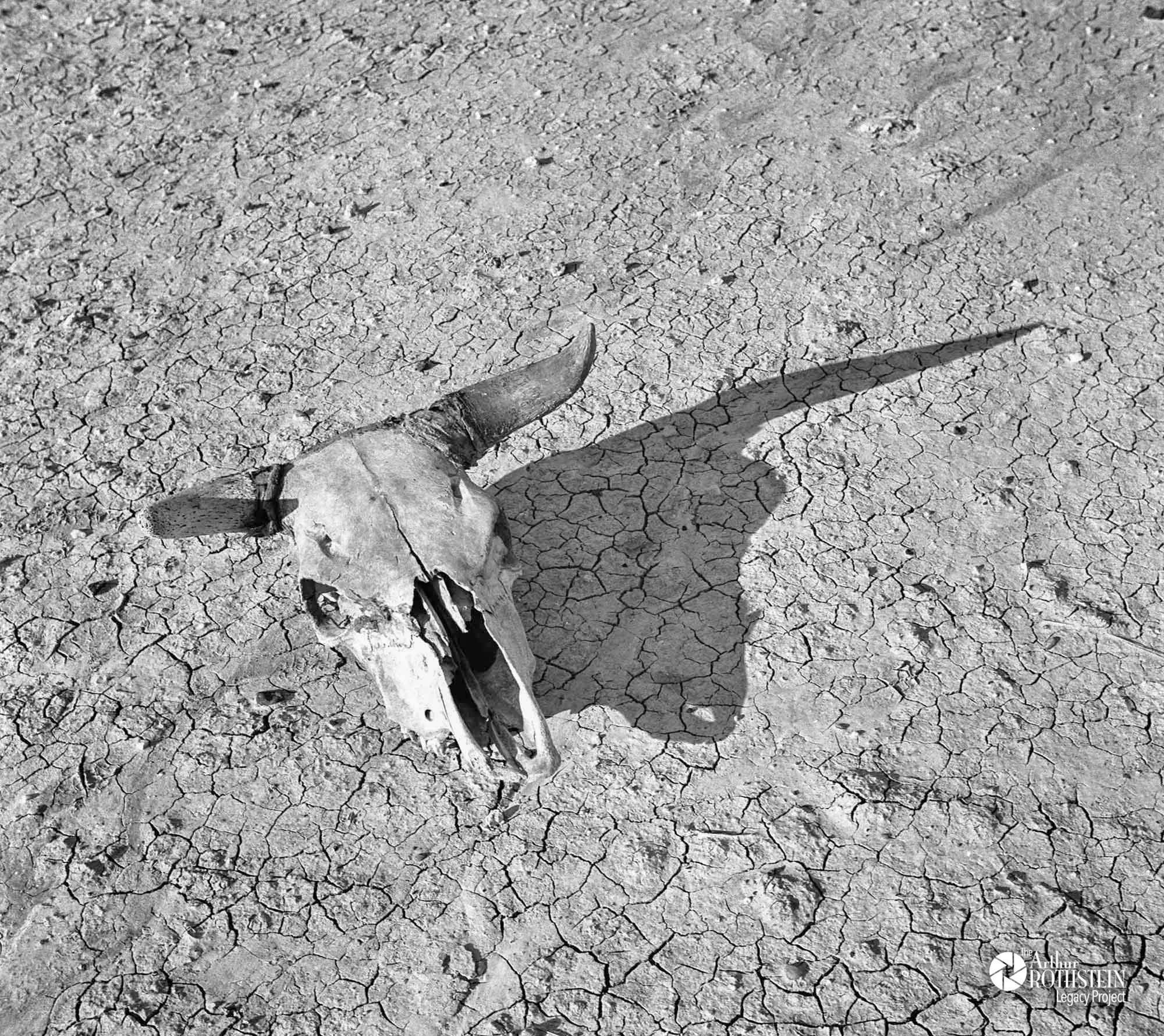 Rob - A bleached skull on parched, overgrazed land. Badlands, South ...