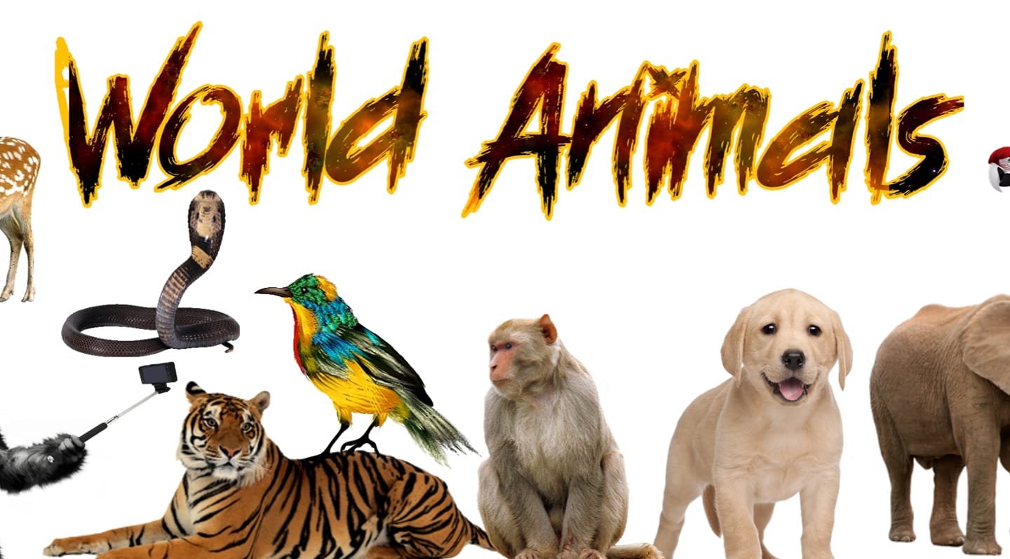 World Animals