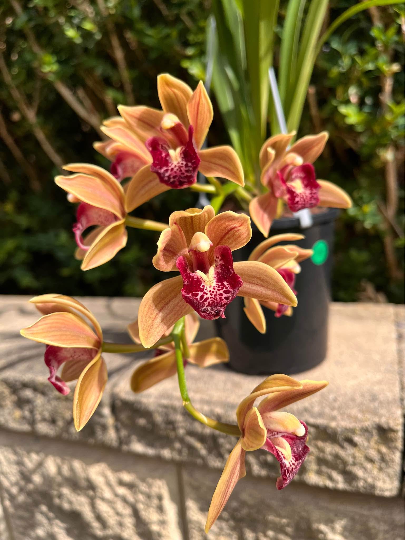 Cymbidium Mary Green 'Green Gables' - Plants & Seedlings - Melbourne ...