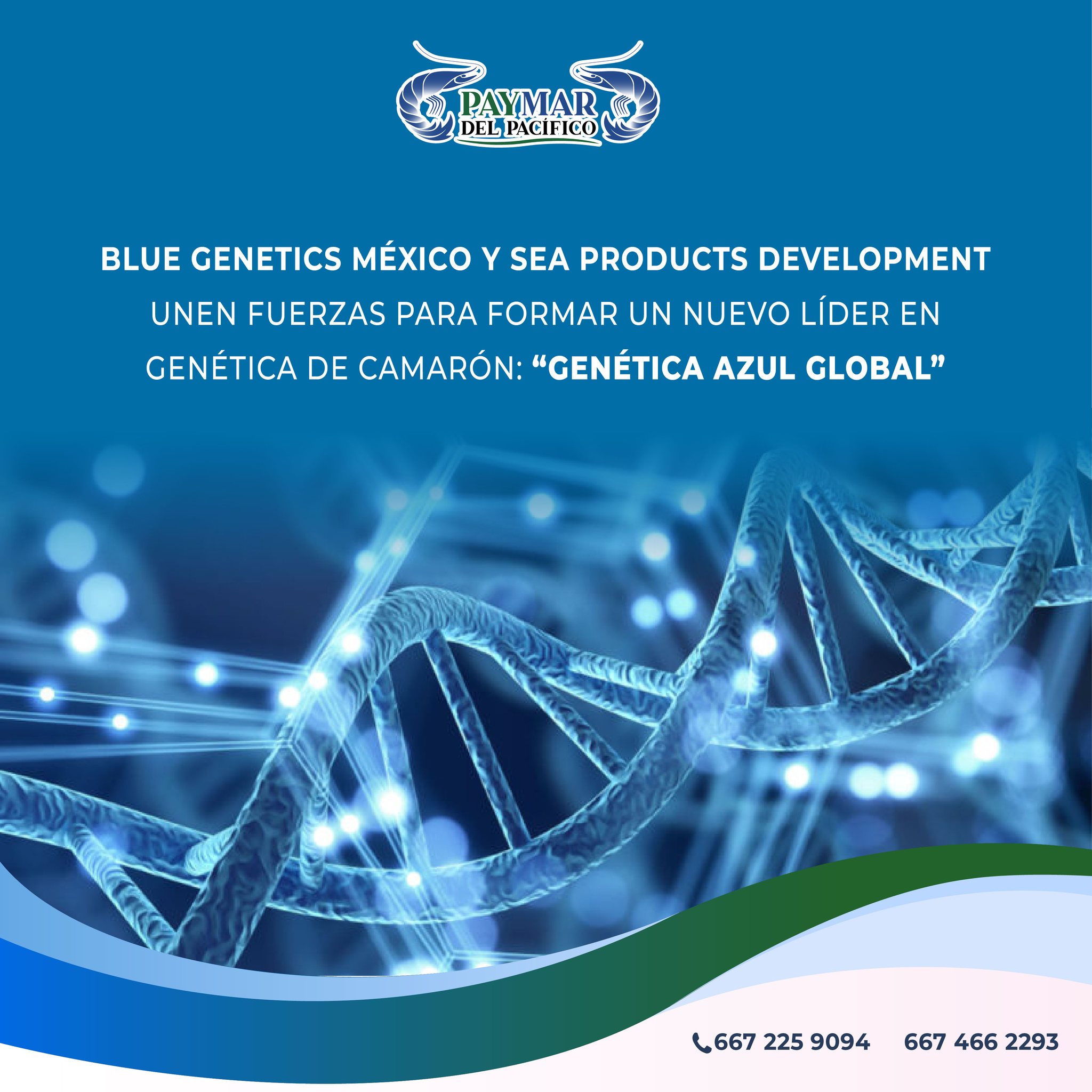 Blue Genetics México, filial de... - Paymar del pacifico | Facebook