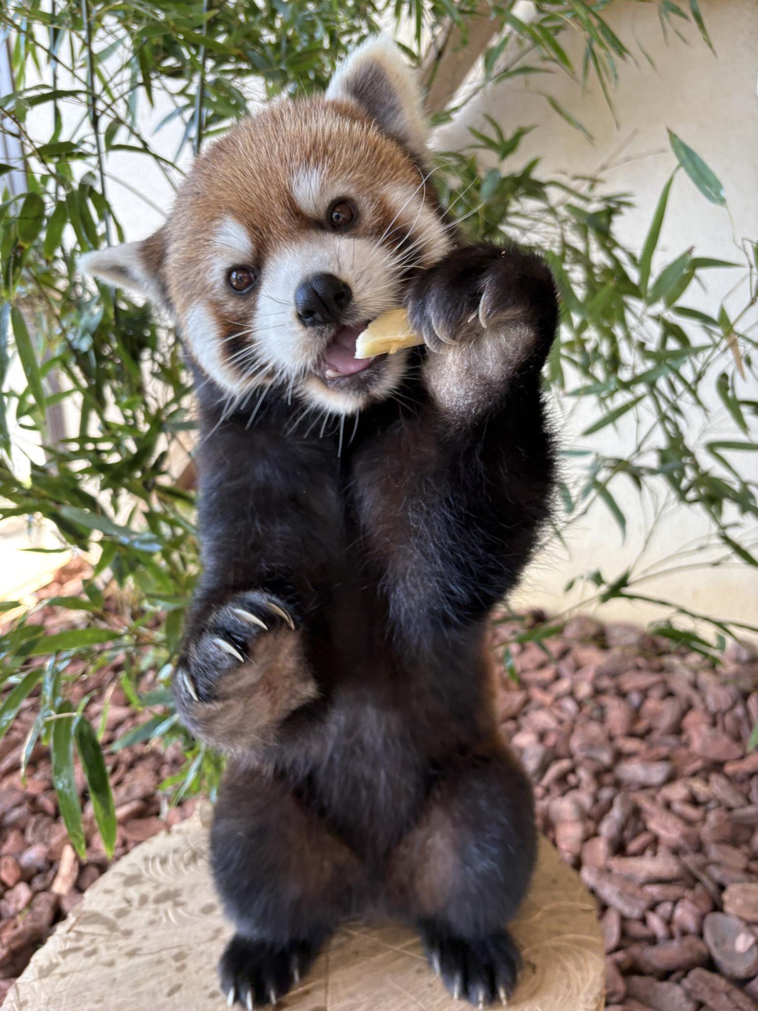 本日は休園です。 #鯖江市西山動物園 #レッサーパンダ #かんた #サマー