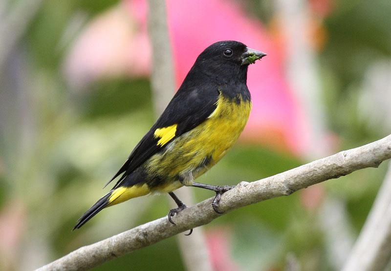 passions-oiseaux-exotiques-indig-nes-levages-partages