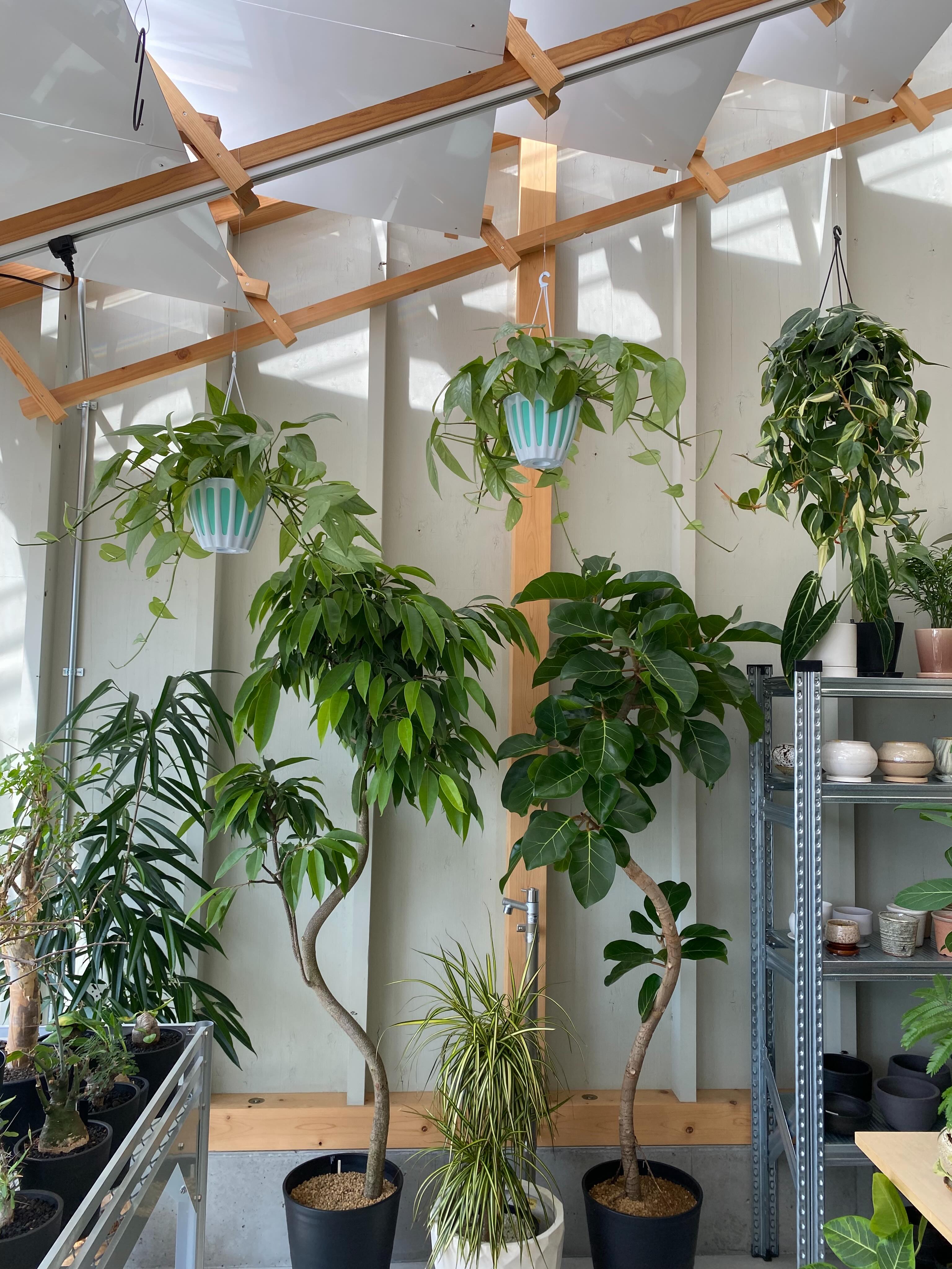 小林植物店 Naptime - ・ 新入荷 アデニア ペチュエリー タイ実生の 