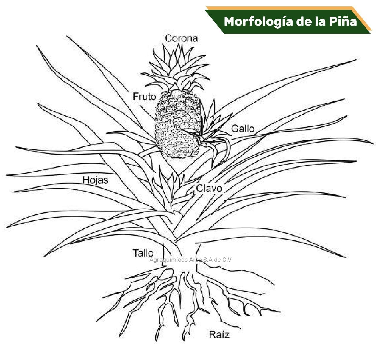 Morfología de la Piña 🍍👨🏻‍🌾... - Agroquímicos Arca S.A de C.V